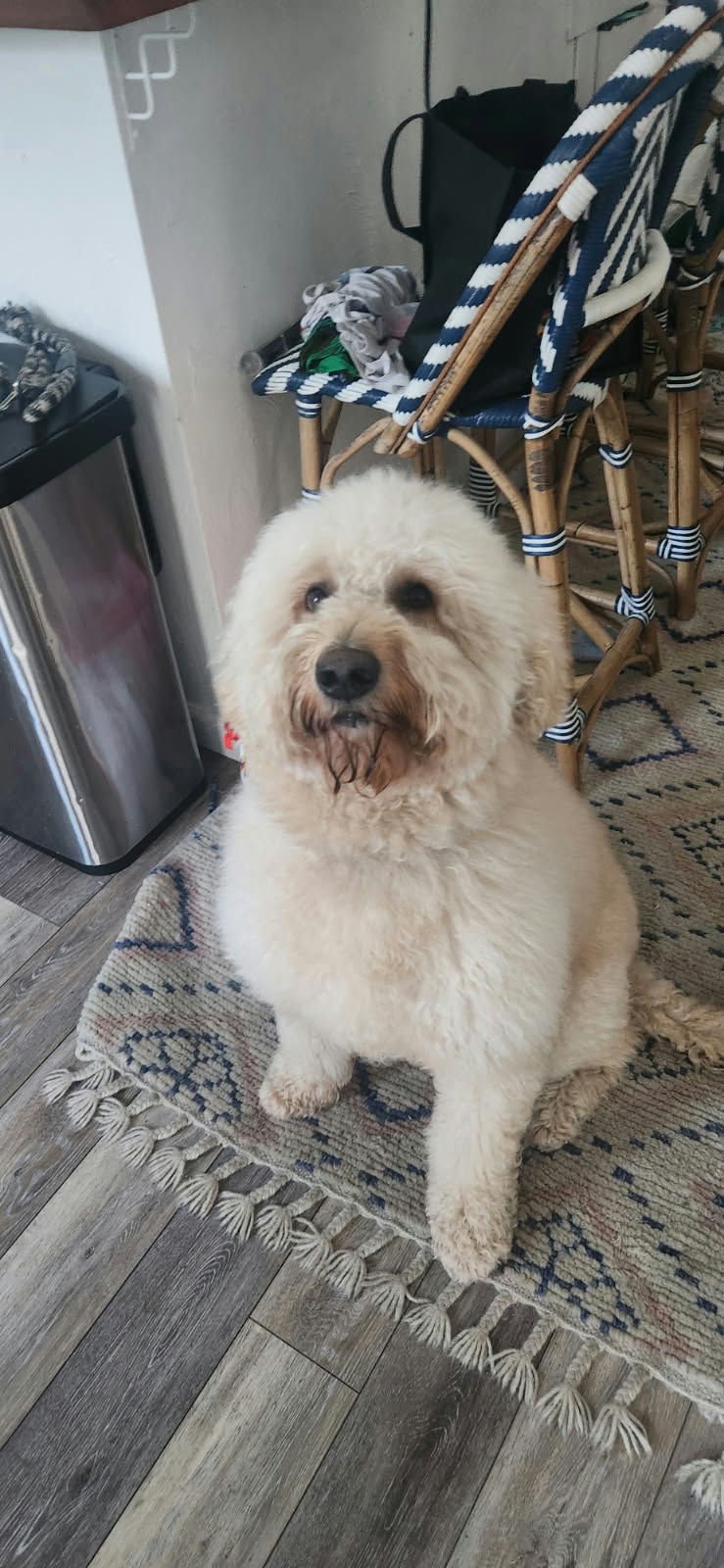 Bonzo