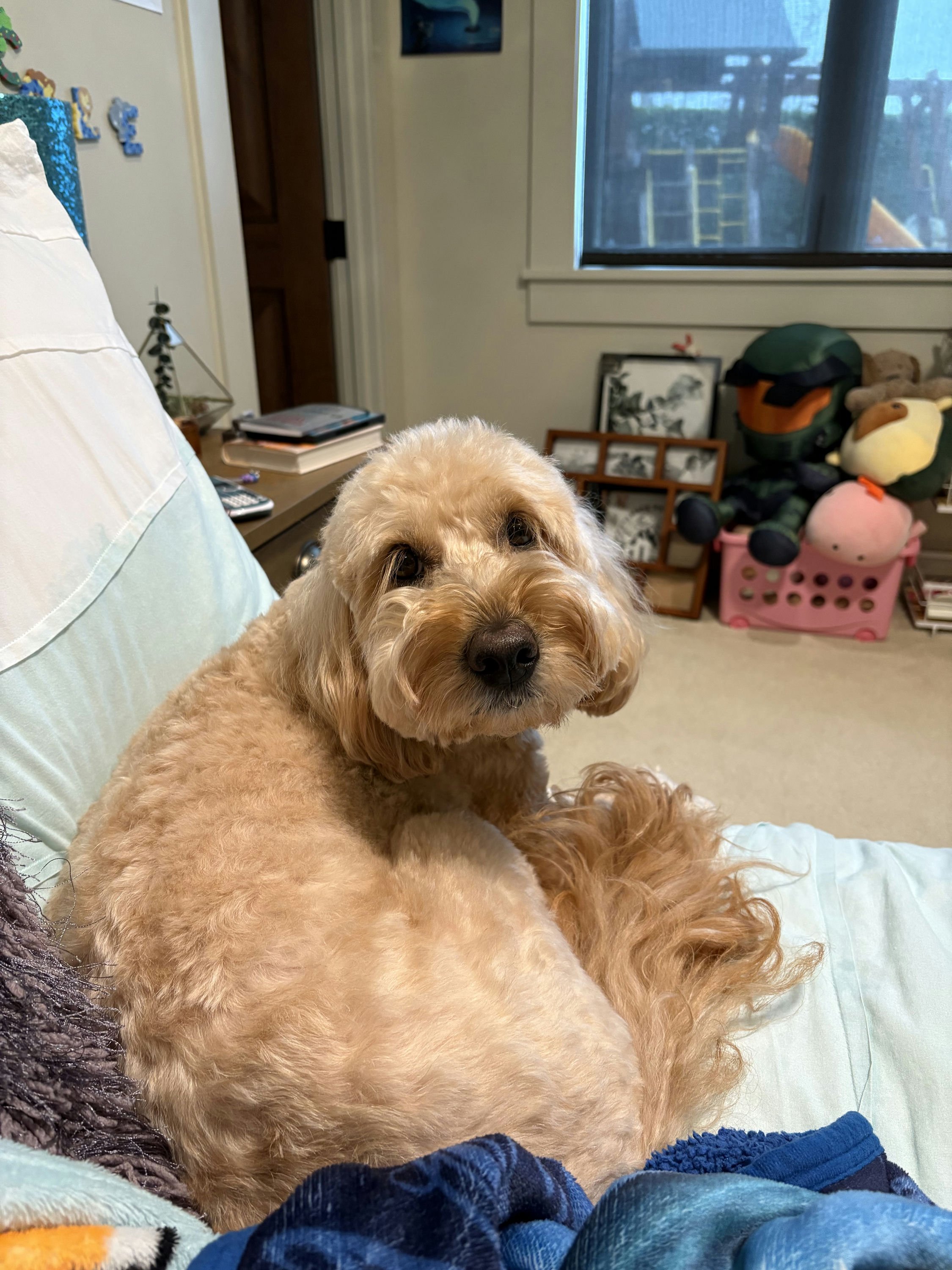 Biscuit