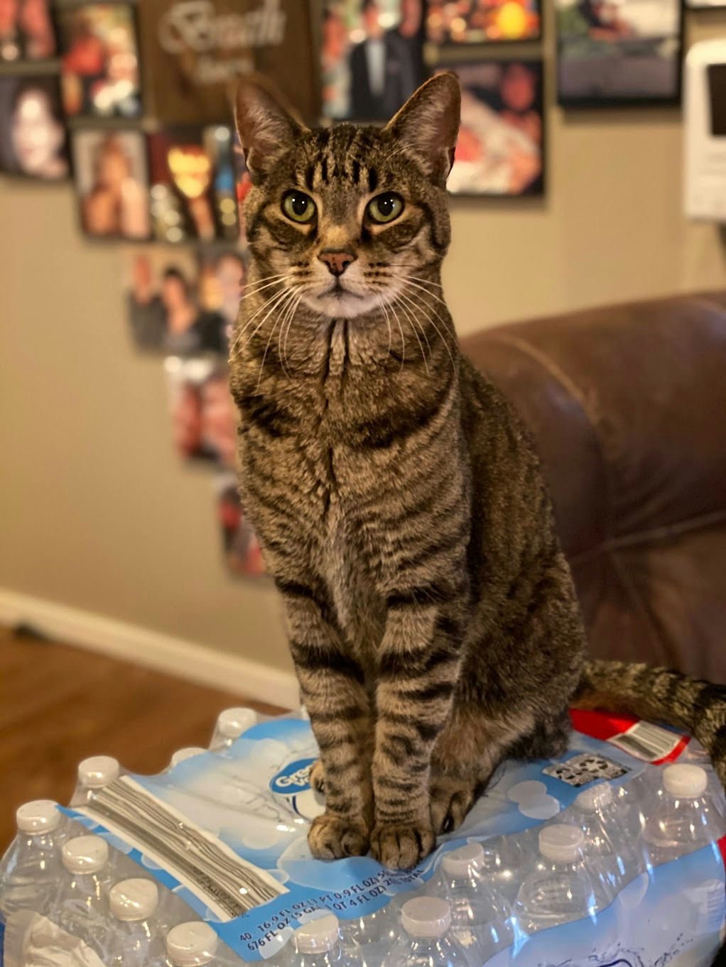 Ratchet, he sadly passed but was the best boy ever