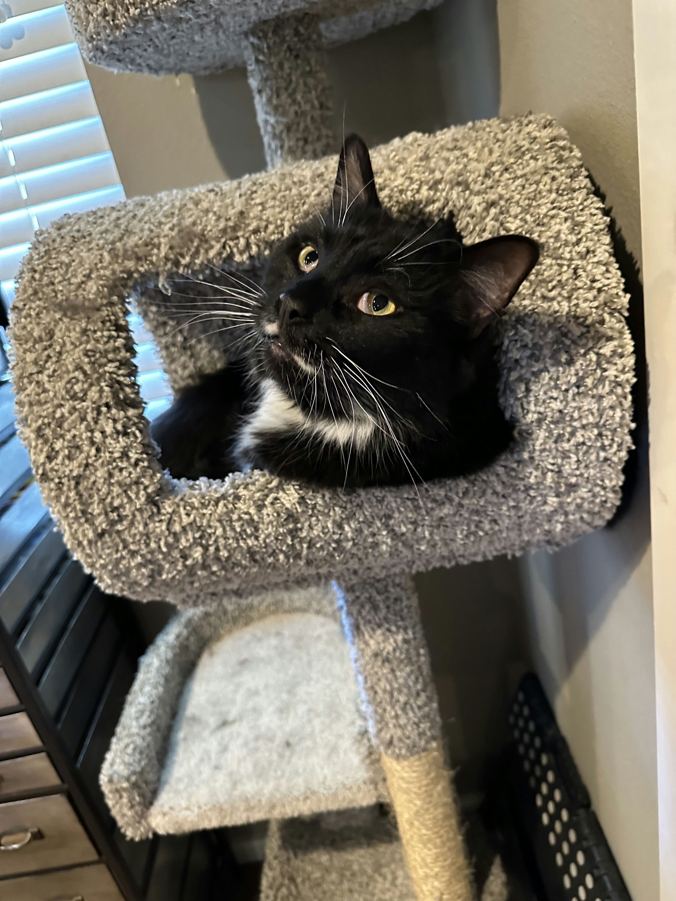 Thor. Thor and Loki are brothers. Thor is tuxedo, they are both mainecoons.
