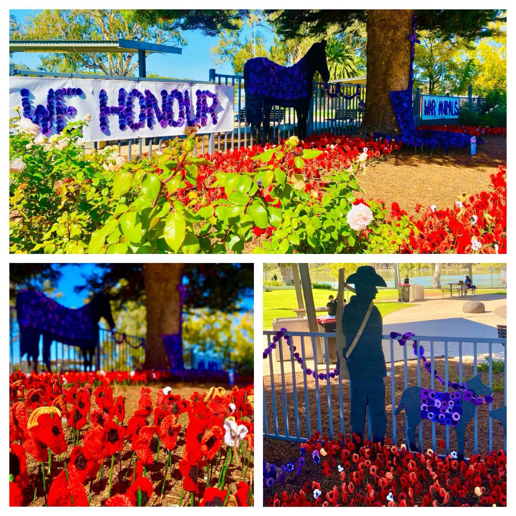 Have you had a chance yet to take in the breathtaking display of poppies at the War Memorial in town? These stunning poppies are all handmade by volunteers, and did you know that there is a difference between the red and purple too? Who can tell us w