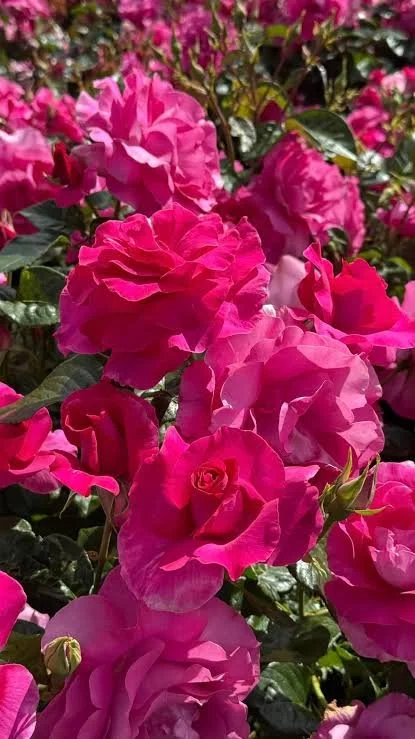 Just a friendly reminder that there are only 5 tickets remaining to Friday night's @Riverland rose and garden festival Gala Dinner.

Want one of those spots to be yours? Grab them now and join us for a fantastic night out at the Renmark Club. 

https