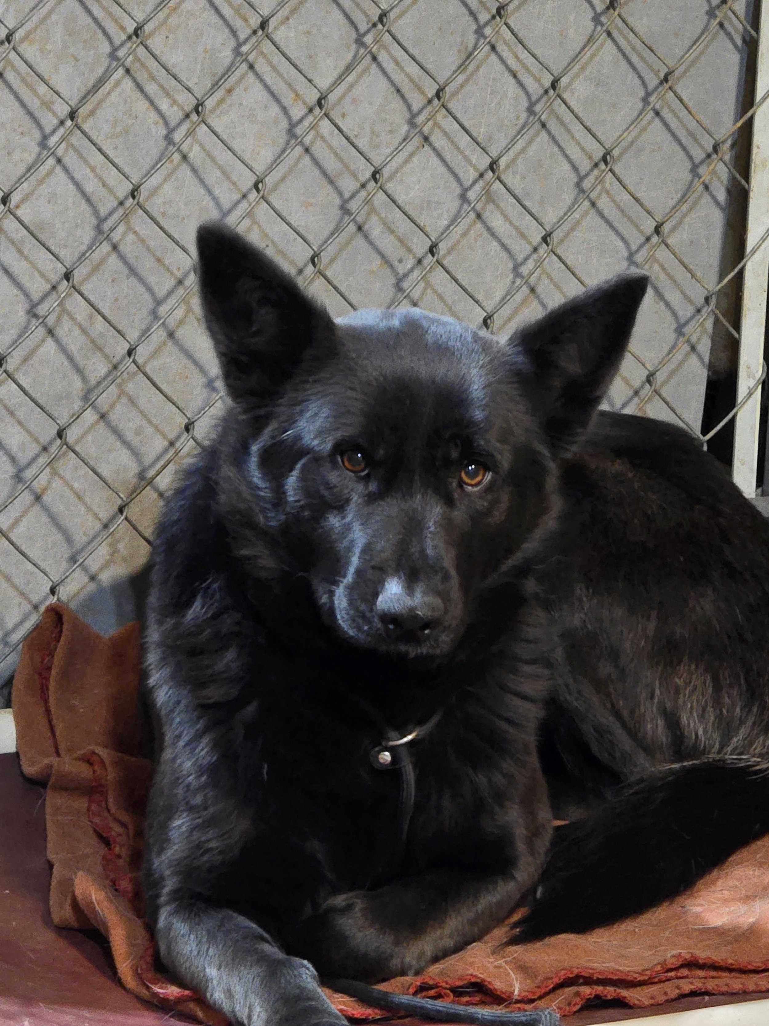 Delta Dawn (Black Shepherdx)