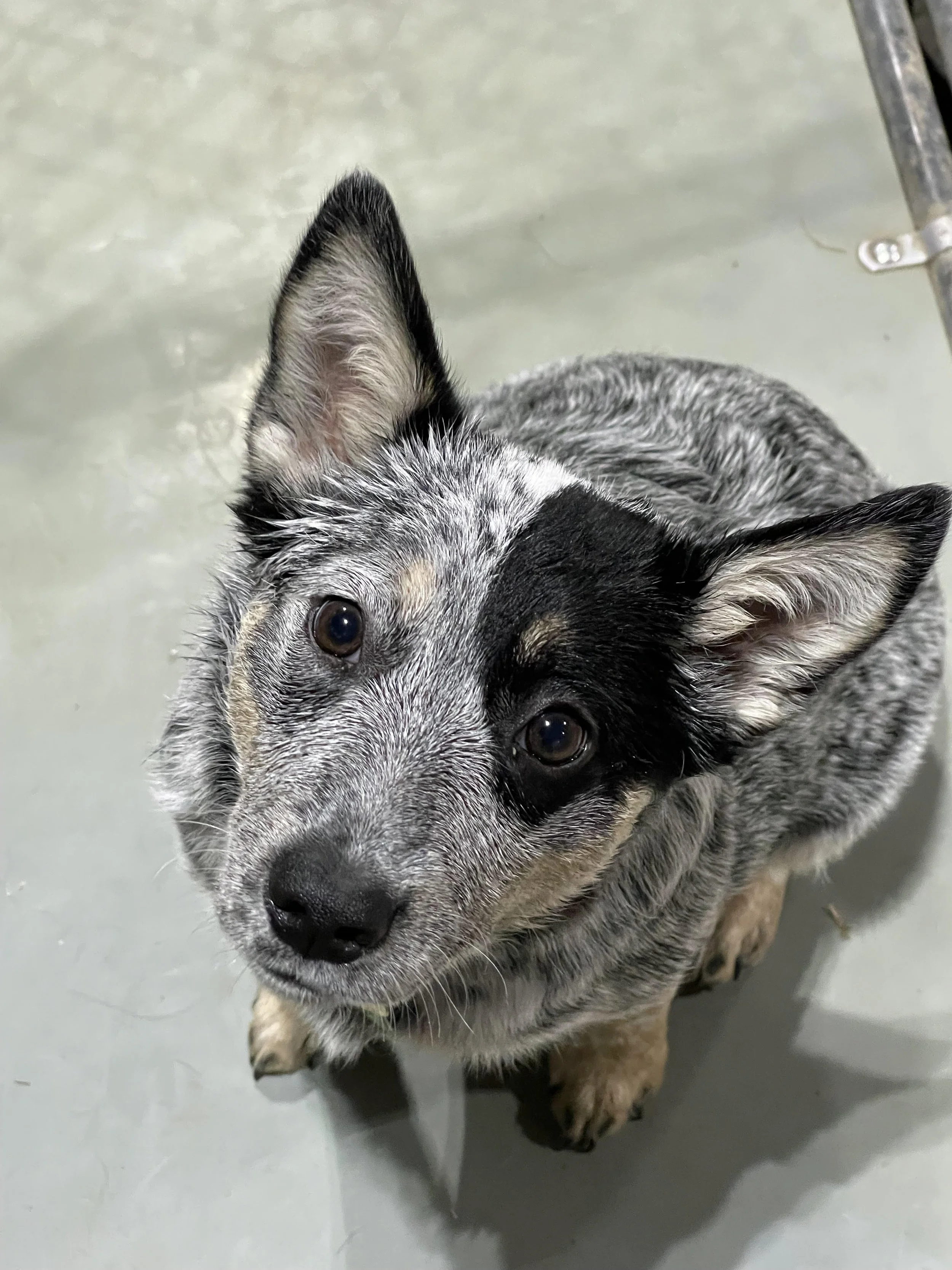 (Adopted) Trixie Blue 