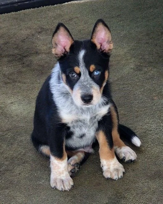 (Adopted) Heeler X Husky puppy