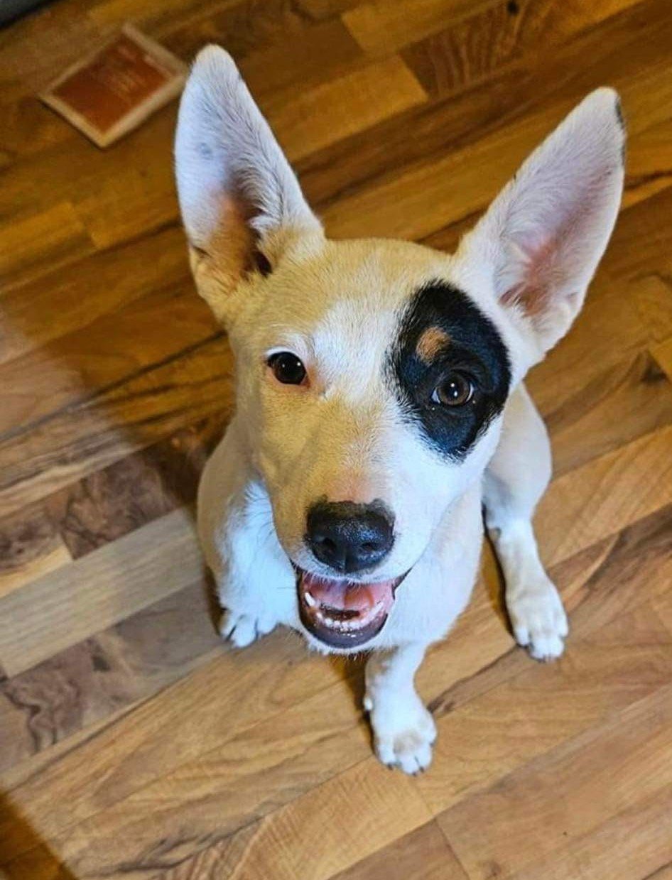 (Adopted) ACD Luna Moonshine