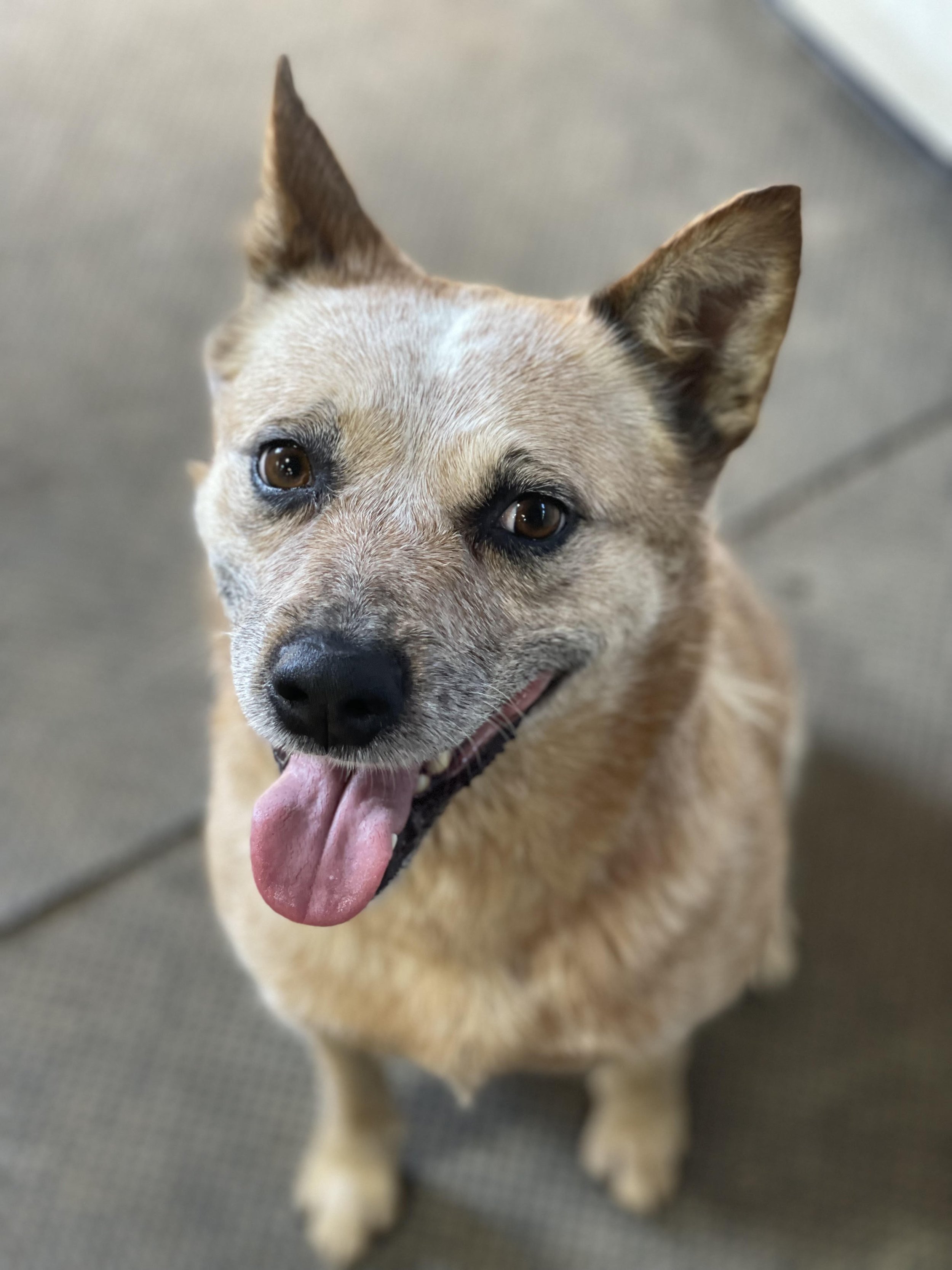 (Adopted) ACD Lady Godiva 