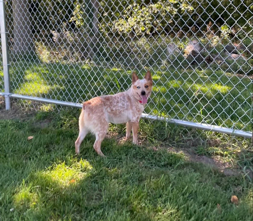 Charlie-ACD x Corgi