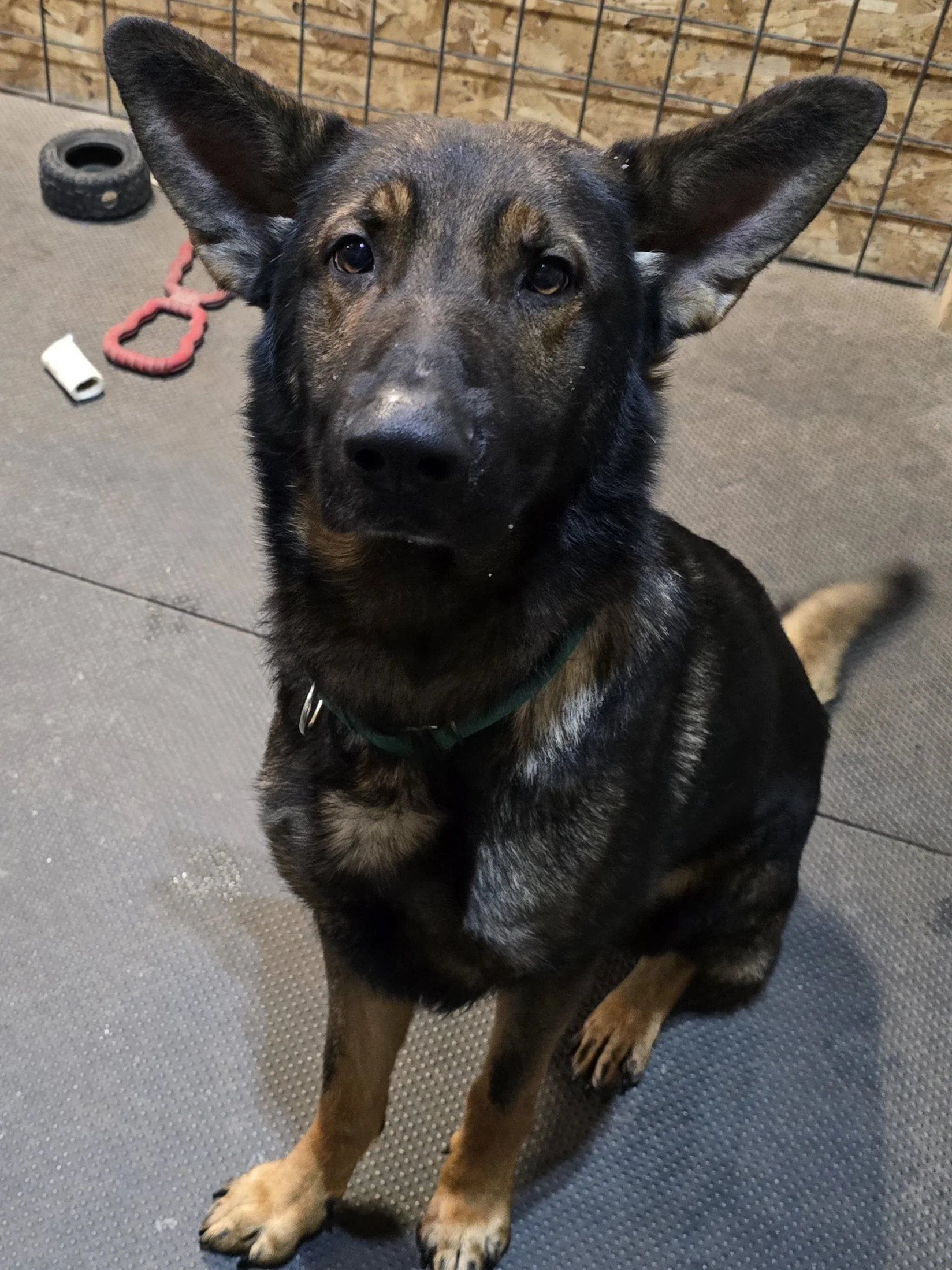 Cecil GSDx