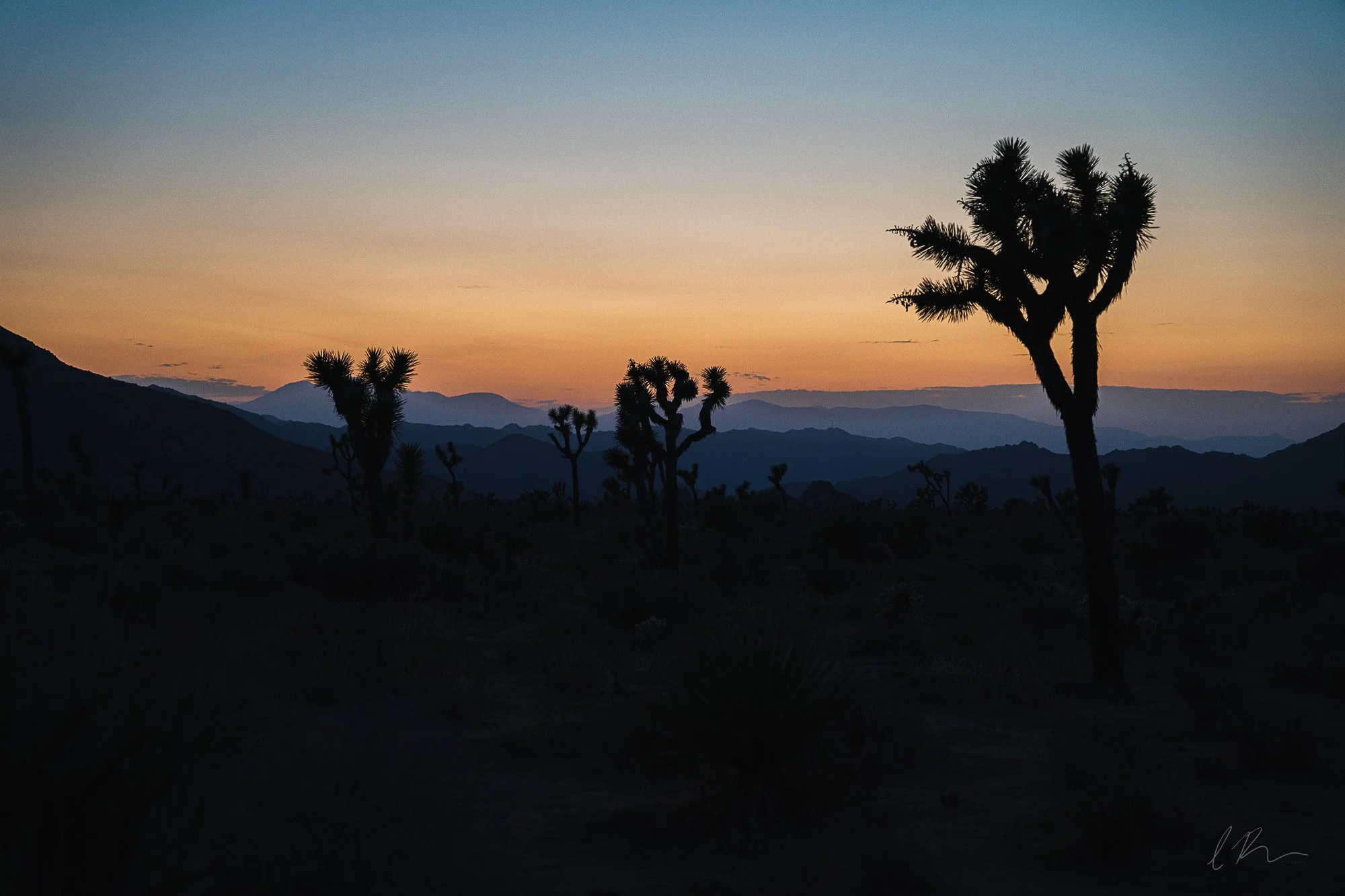 joshua tree sunset.jpg