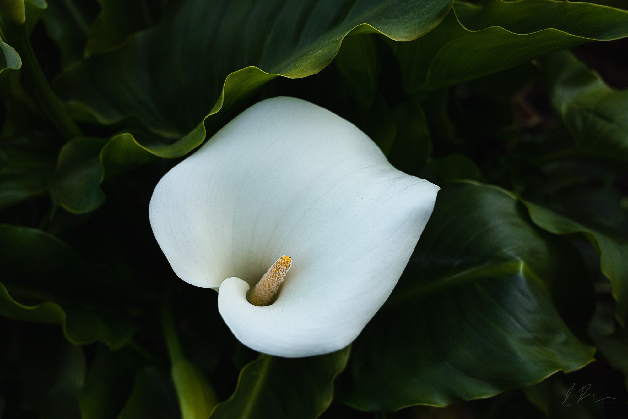 calla lily.jpg