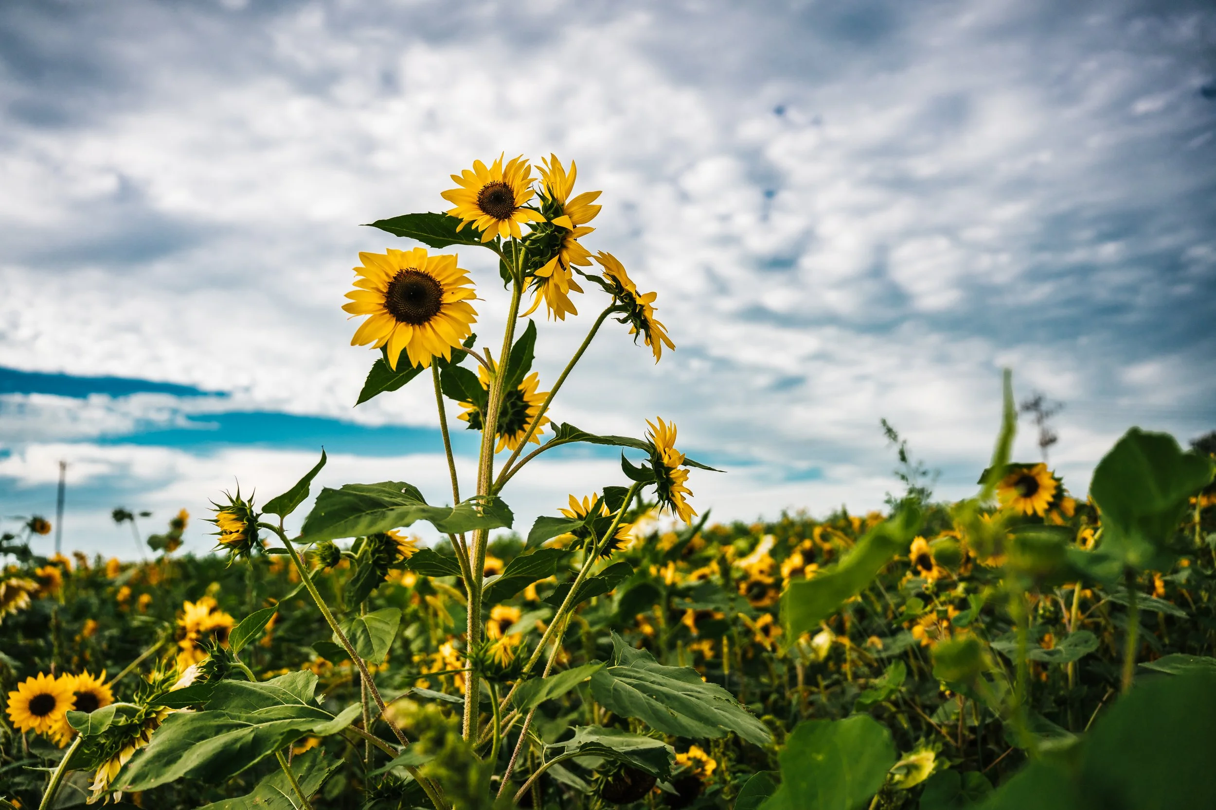 Field of sunflowers under a cloudy sky.