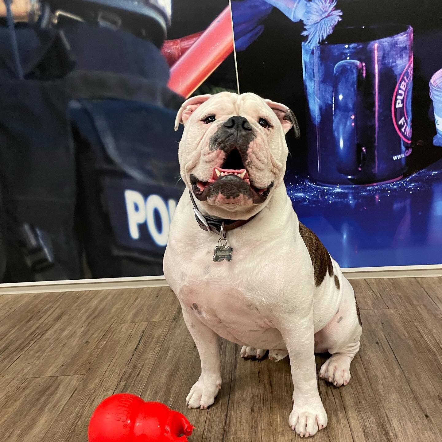 Cruze would like to wish everyone a Happy National Dog Day! 

He brought a red chew toy to work today, what did you bring? 🐶 #nationaldogday 
&bull;
&bull;
&bull;
&bull;
&bull;
&bull;

#psfgalloway #financeteam #investing #publicsafety #firstrespond