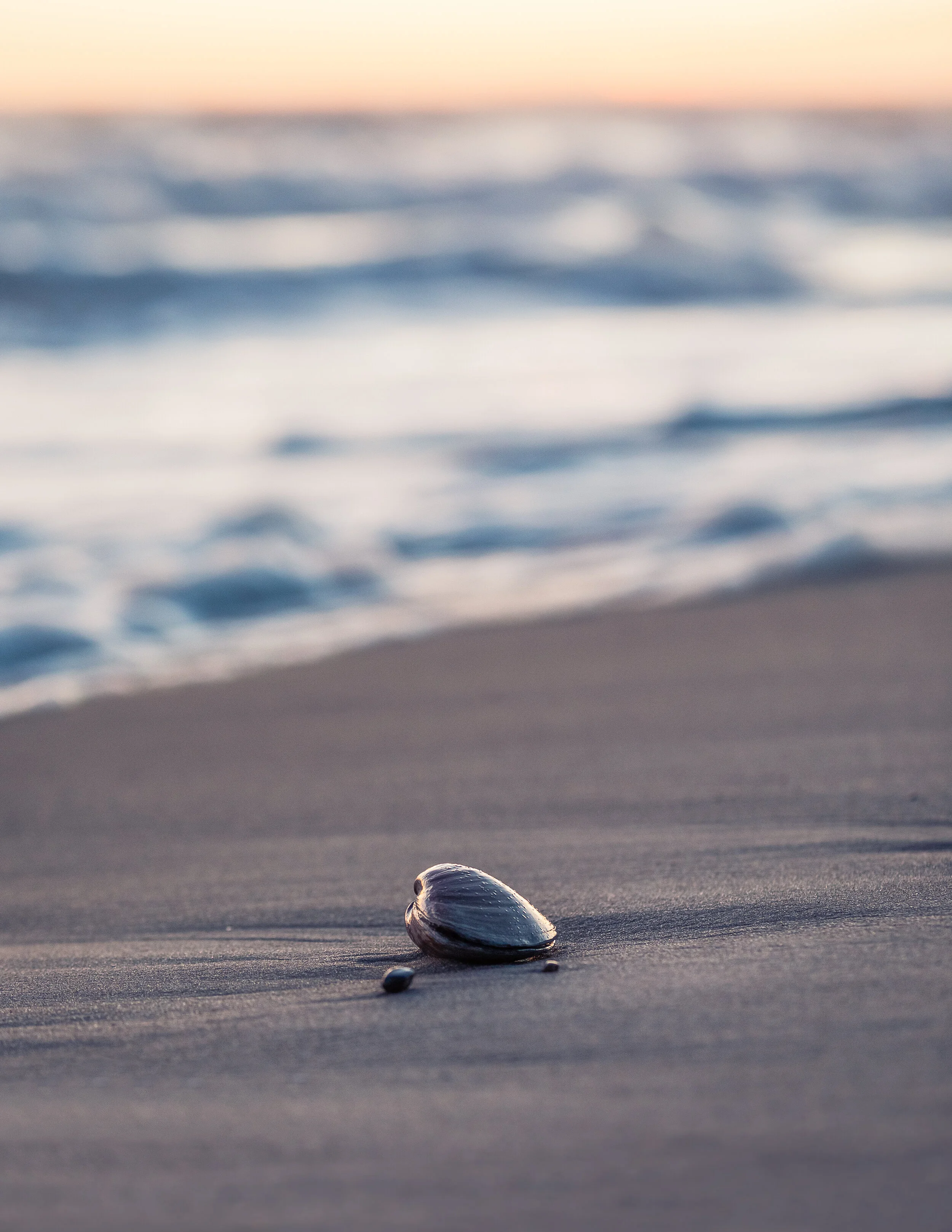 Horseneck Backlit Shell.jpg