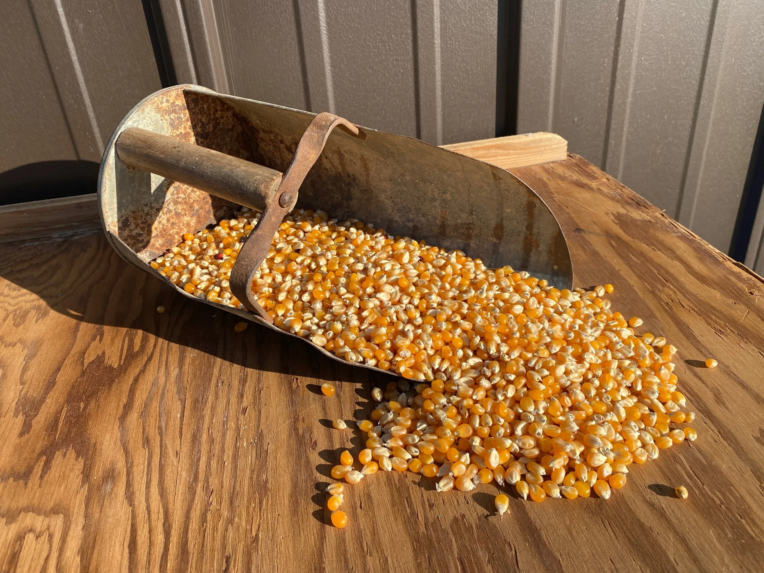 Henry's Yellow Dynamite Popcorn Kernels - Certified Organic — Ohio