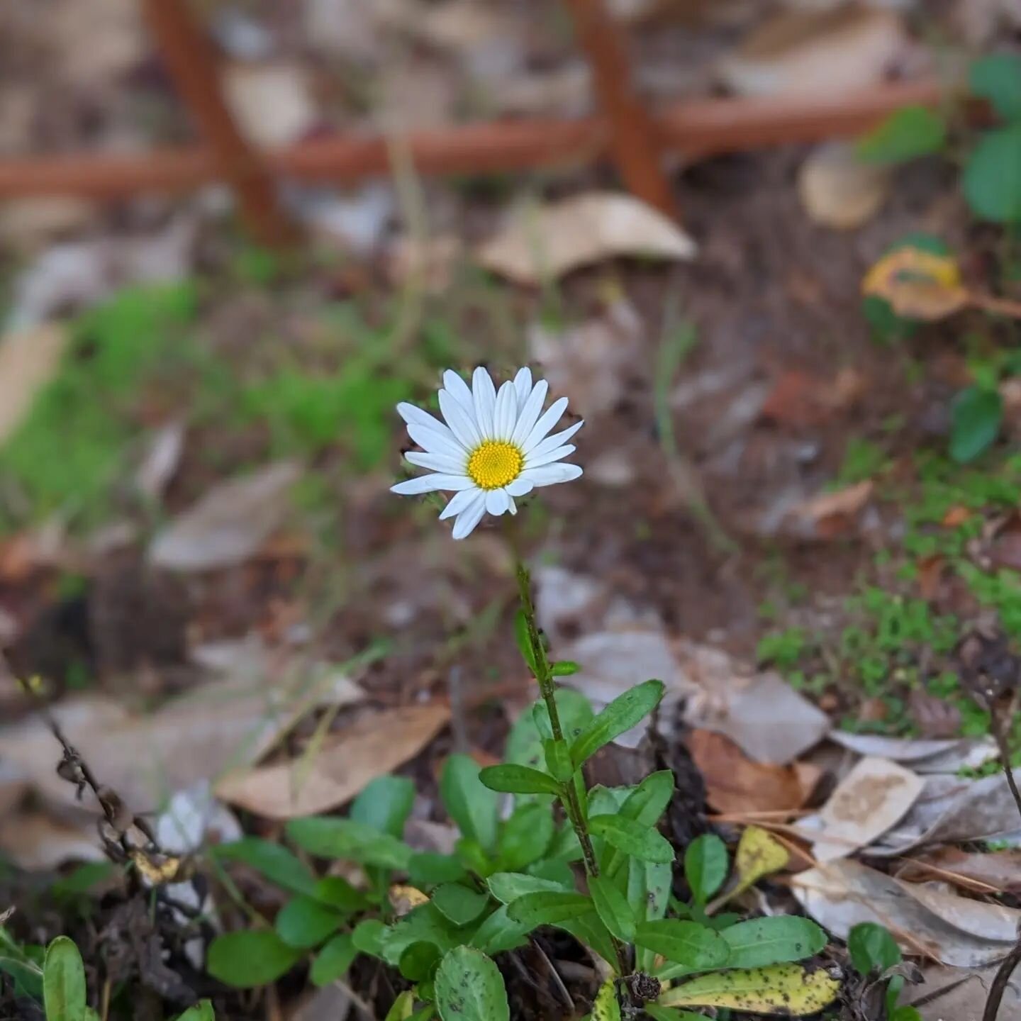 daisies are my favorite flower

I know you didn't ask but if you want to know how to make me smile any day of the year, a daisy will do it. 

this post is an announcement of sorts. my social media is returning to personal matters and things I care mo