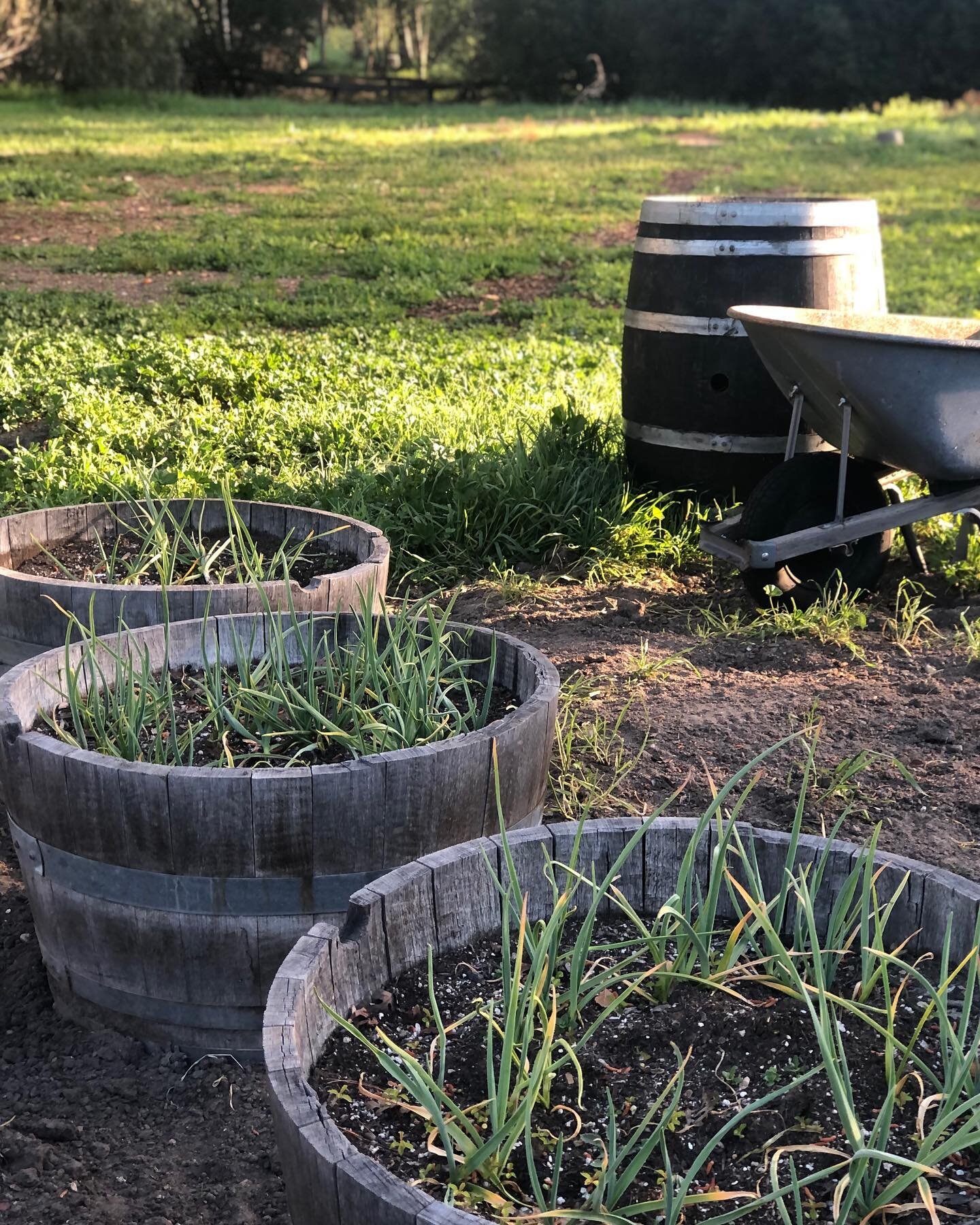 Spring garden prep! The weeds have taken over but in a month I&rsquo;ll miss all the green🍃