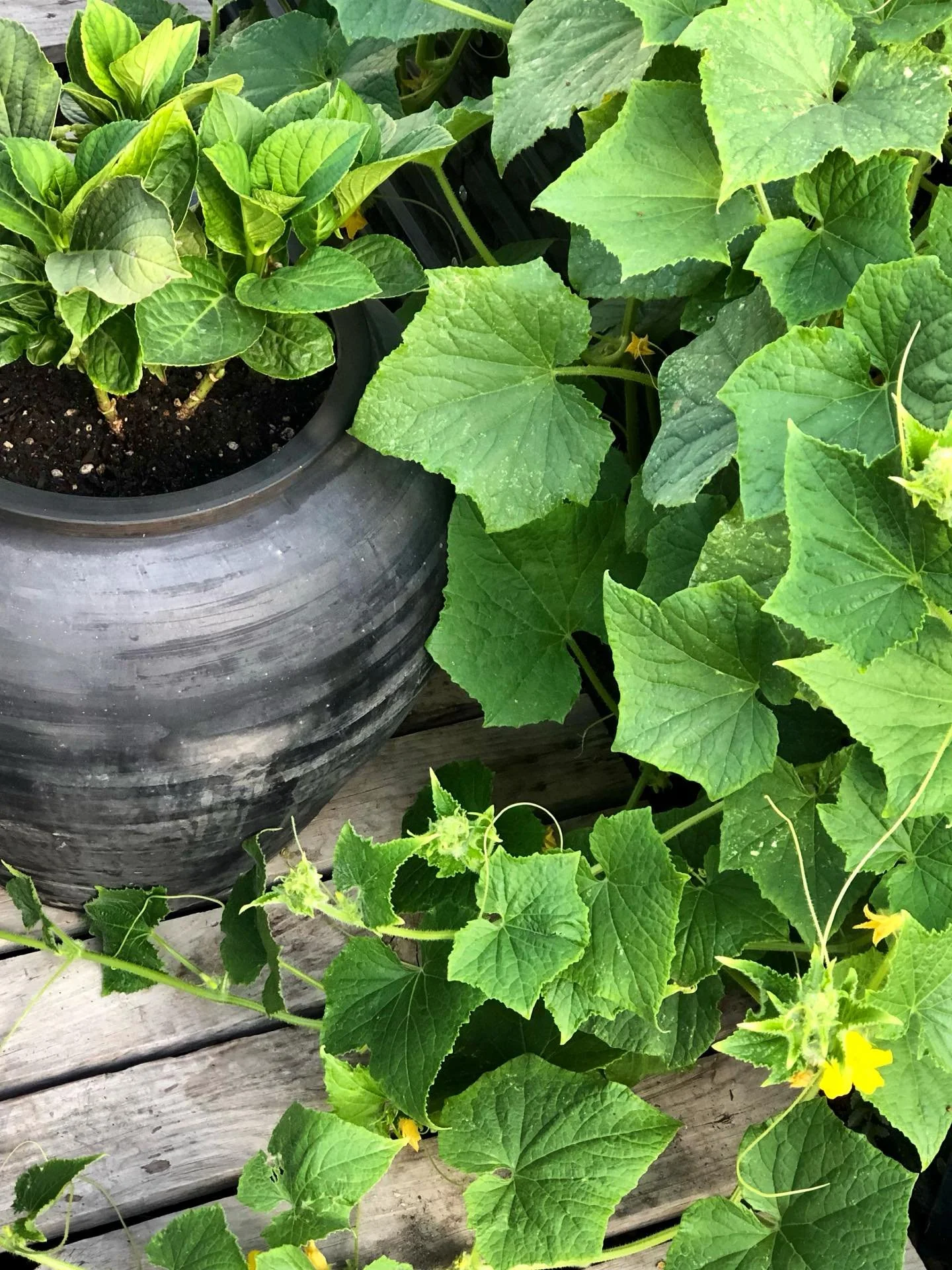 An overgrown garden is my favorite kind of garden 🥒