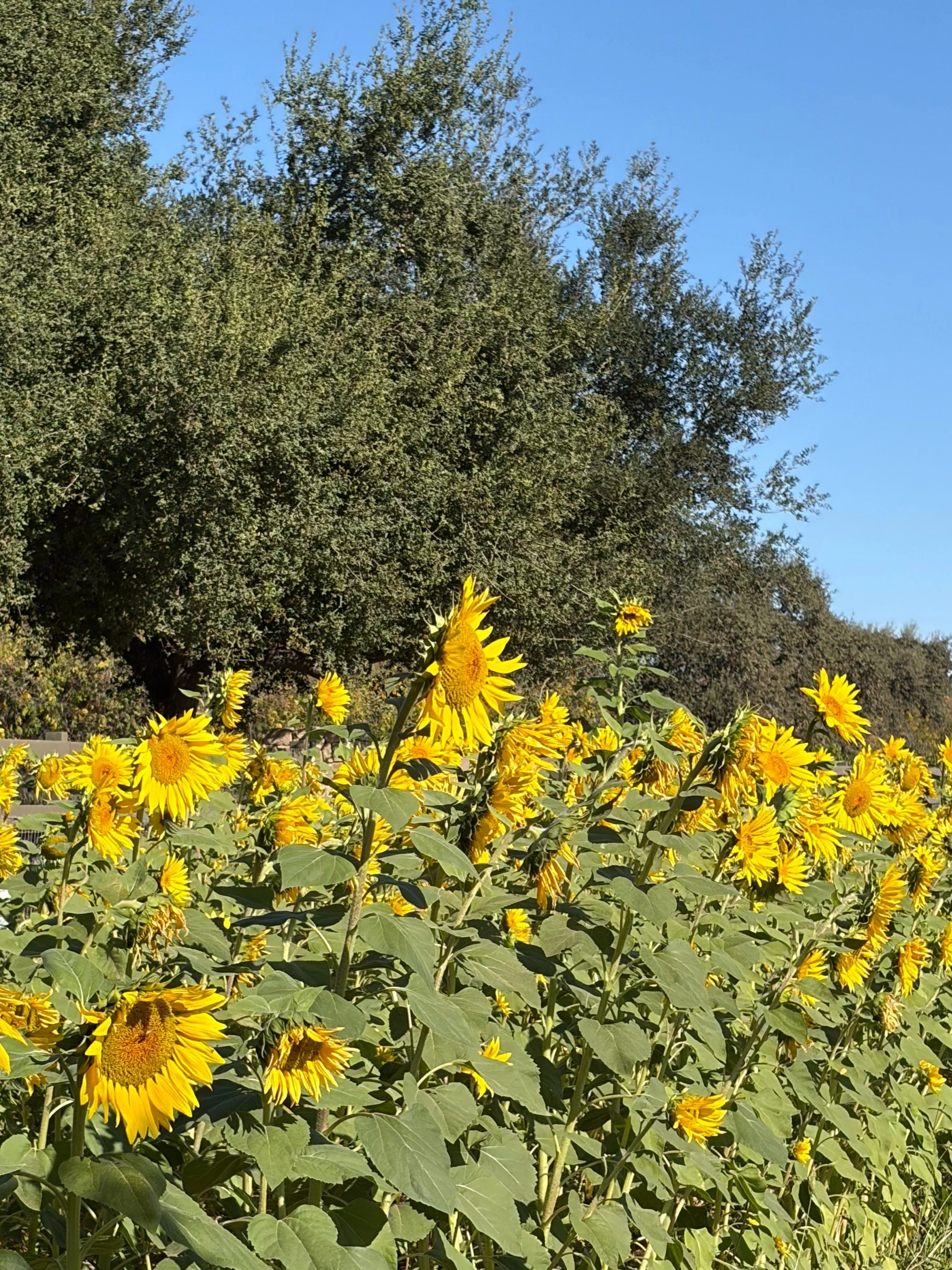 A sunflower reaches toward the sun, opening in its own time. A reminder to seek the light, lean into its warmth, and let yourself bloom in your own time🌻