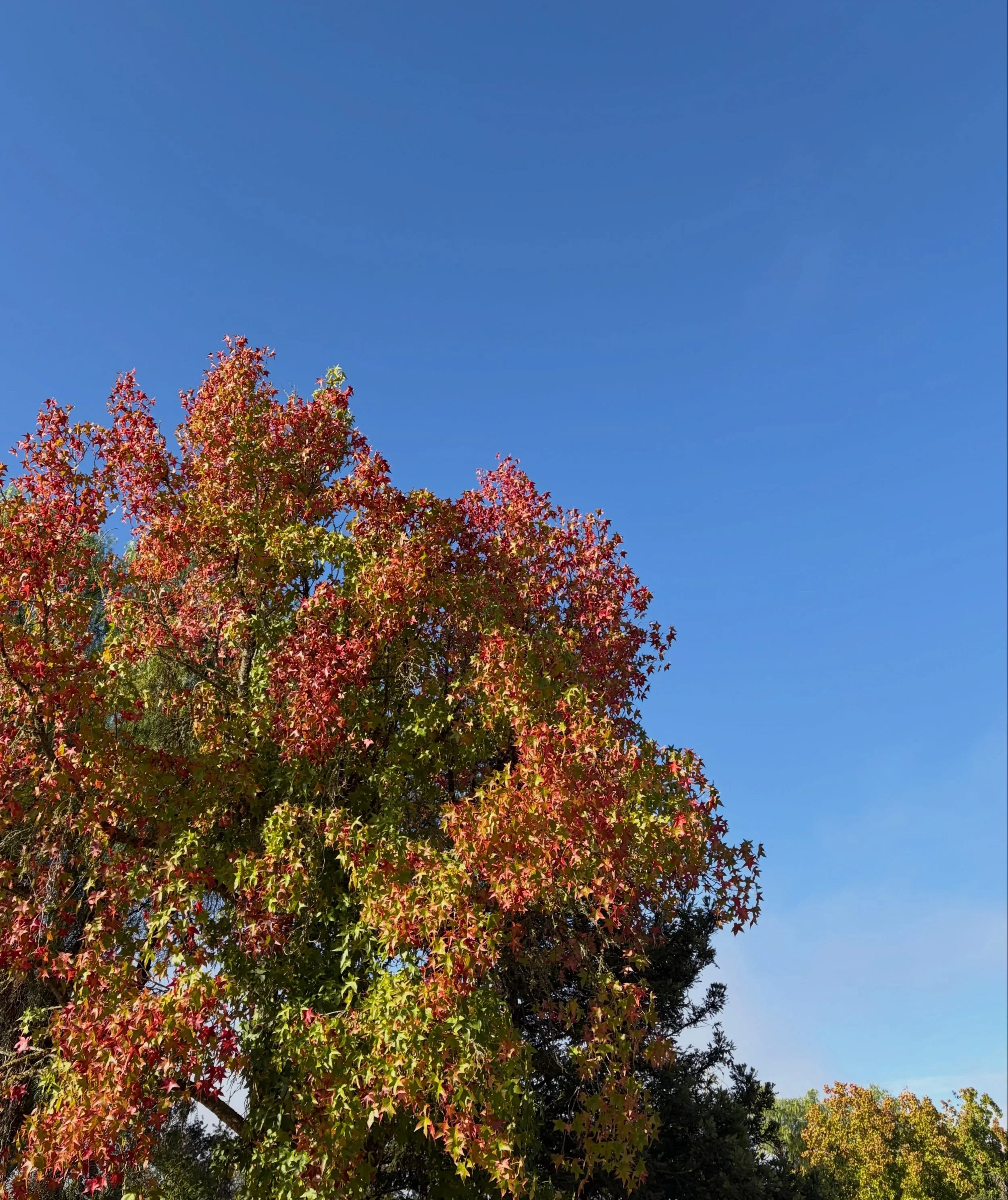 Growing up in the Pacific Northwest and Wyoming, we had real seasons. After 26 years in California, I still miss those little nods from the earth that it&rsquo;s time for something new.

Here on the Central Coast, the changes are more subtle, so when