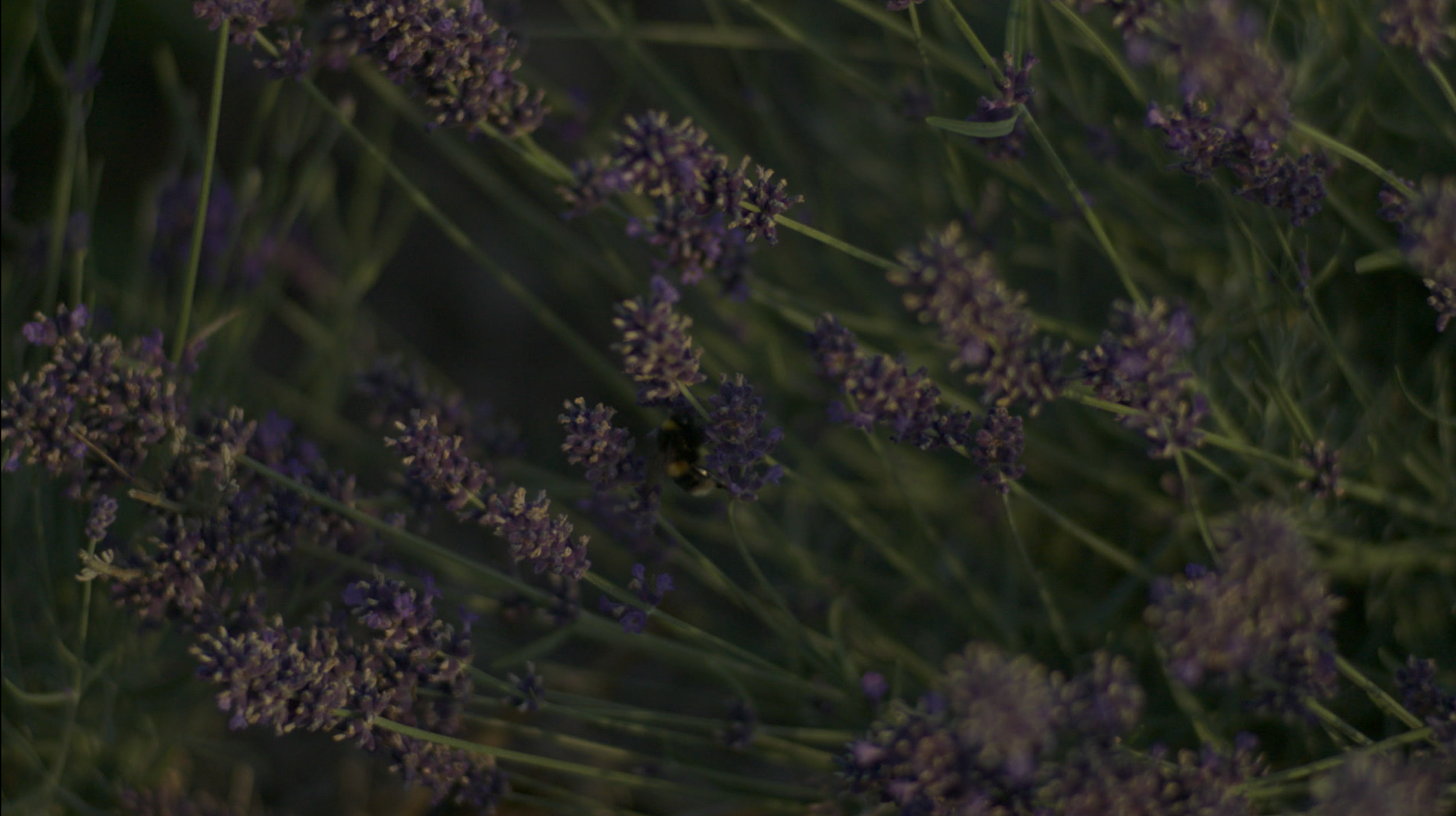 Screenshot 2025-07-30 at 14.37.17.PNG