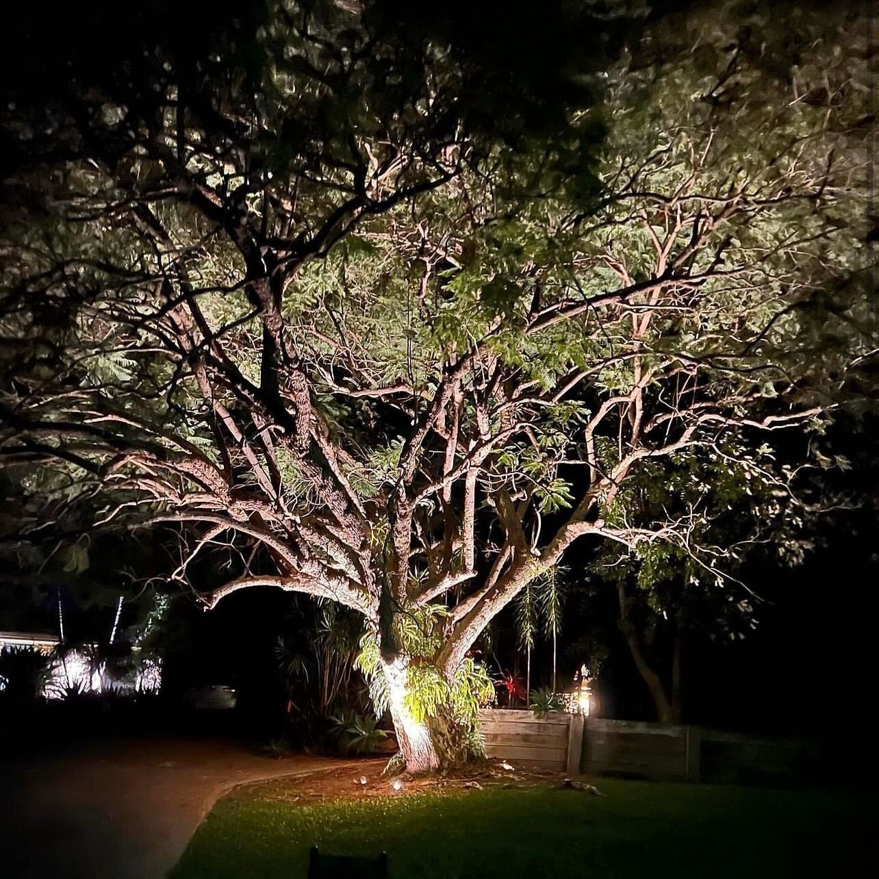 Our client had been wanting to light up this beautiful Jacaranda for many years

We installed four 10w LED garden spot lights that are sensor operated - giving plenty of light for the incredible giant tree

Lighting supplied by @rapid_led 

For a fre