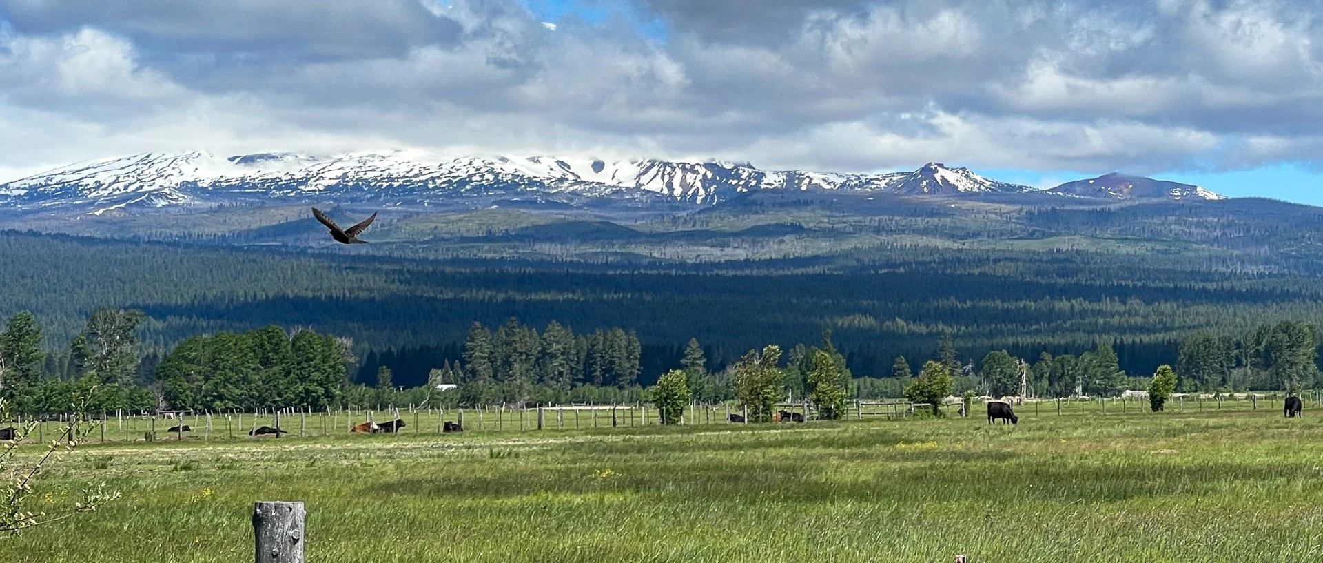 Oregon Field and Flight