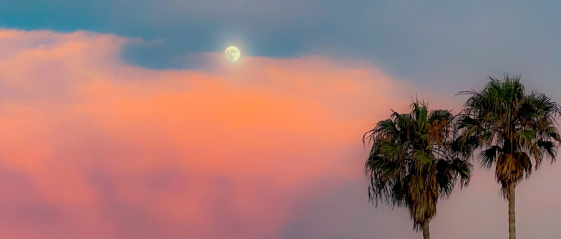 Pink and Blue Palm Moon