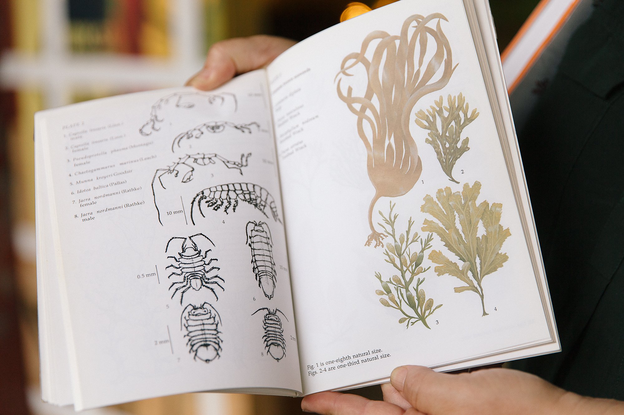 testingground_seaweed_appreciation_society_lowres-25.jpg