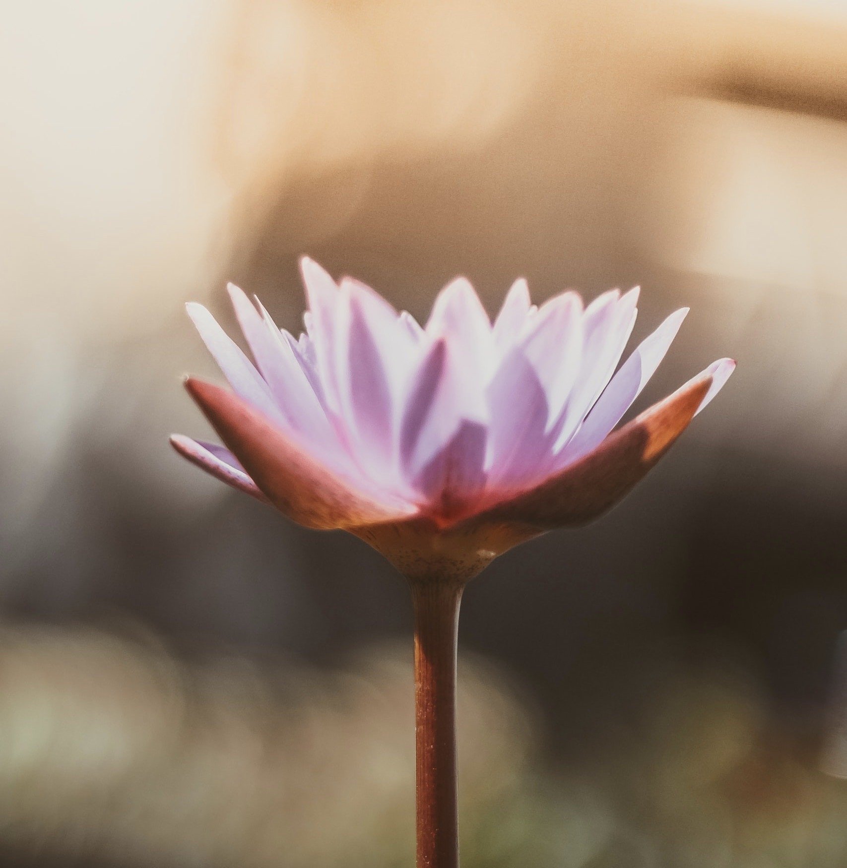 Breathwork Facilitator Healer Training (Level 1) w/ Jenna Reiss