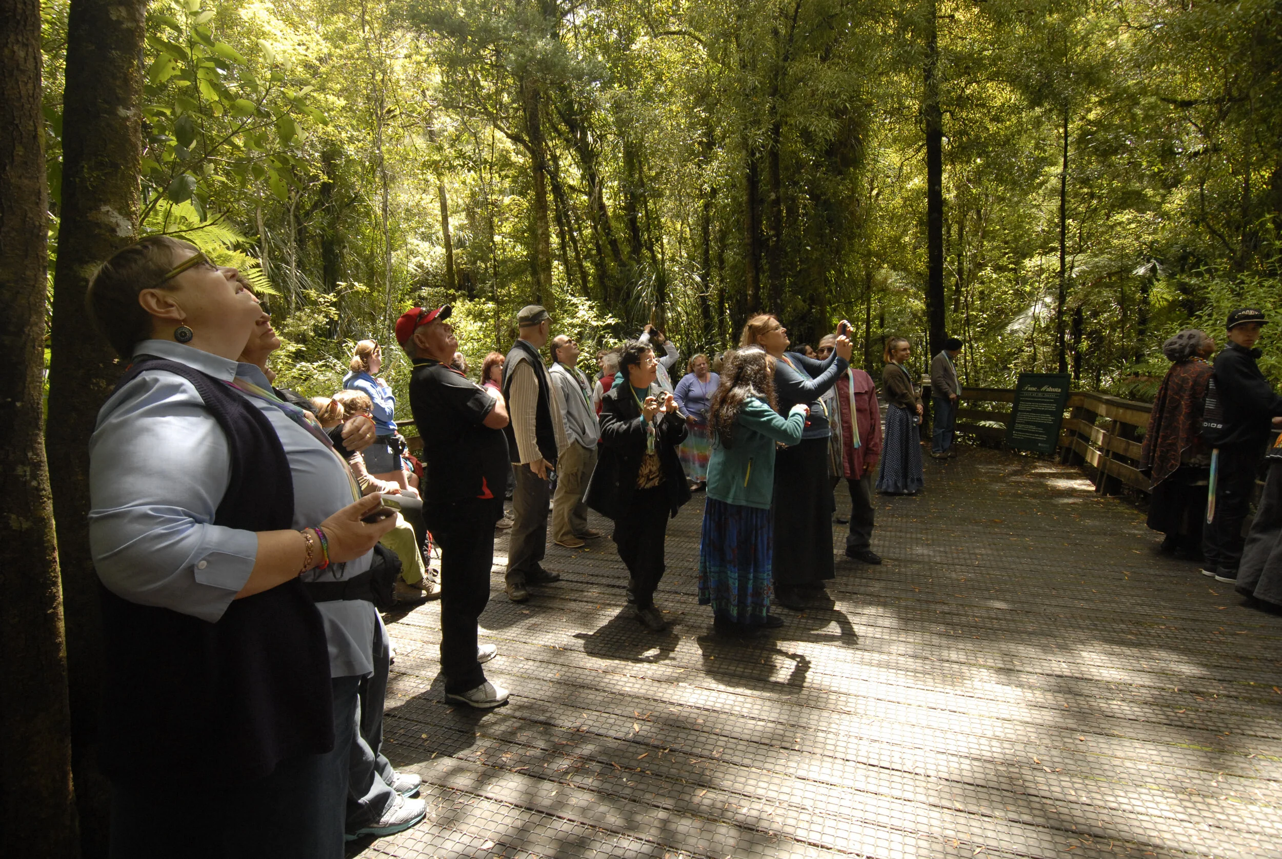 Observing the Giant Kauri Tree