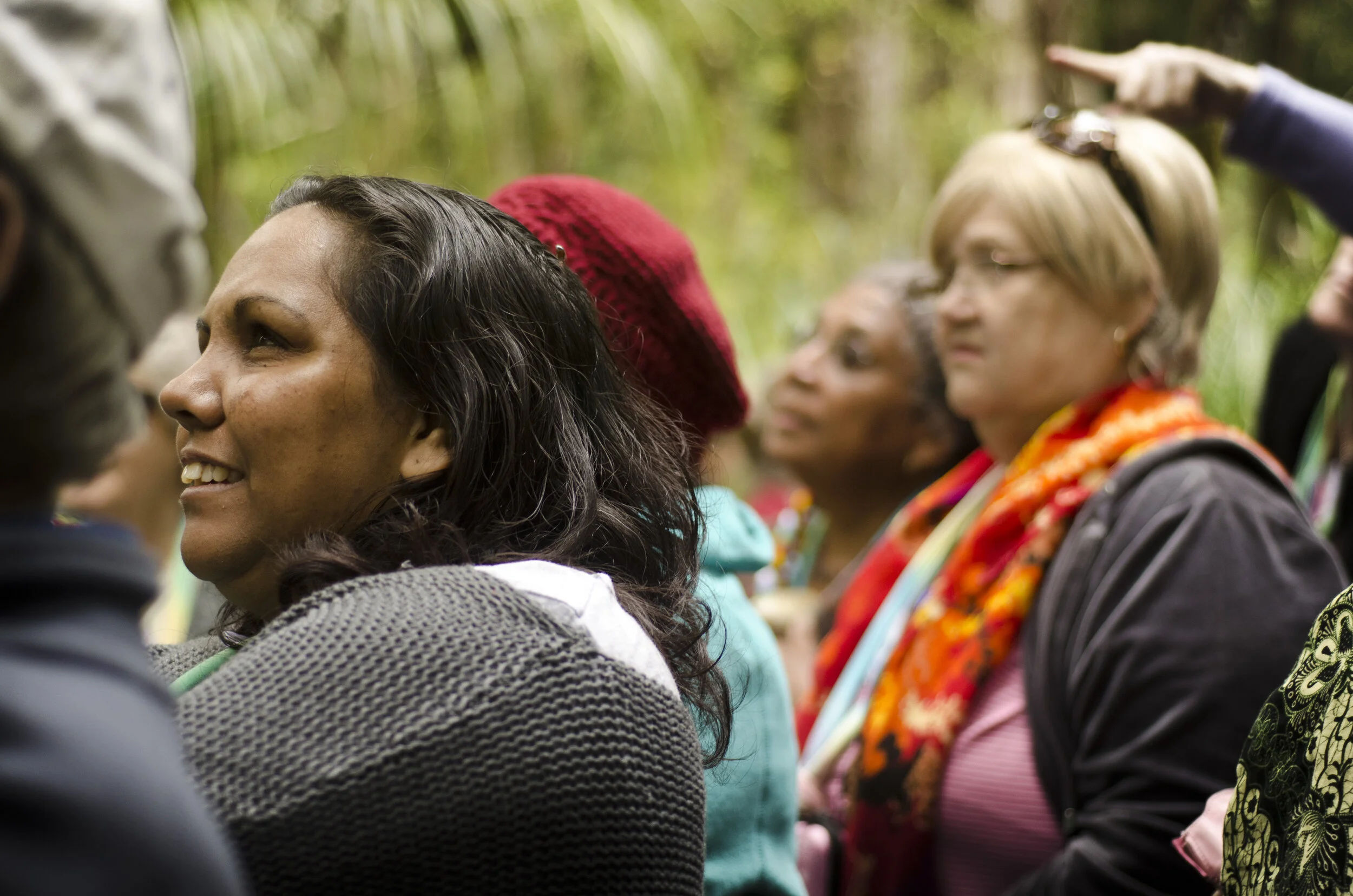 Observing the Giant Kauri Tree