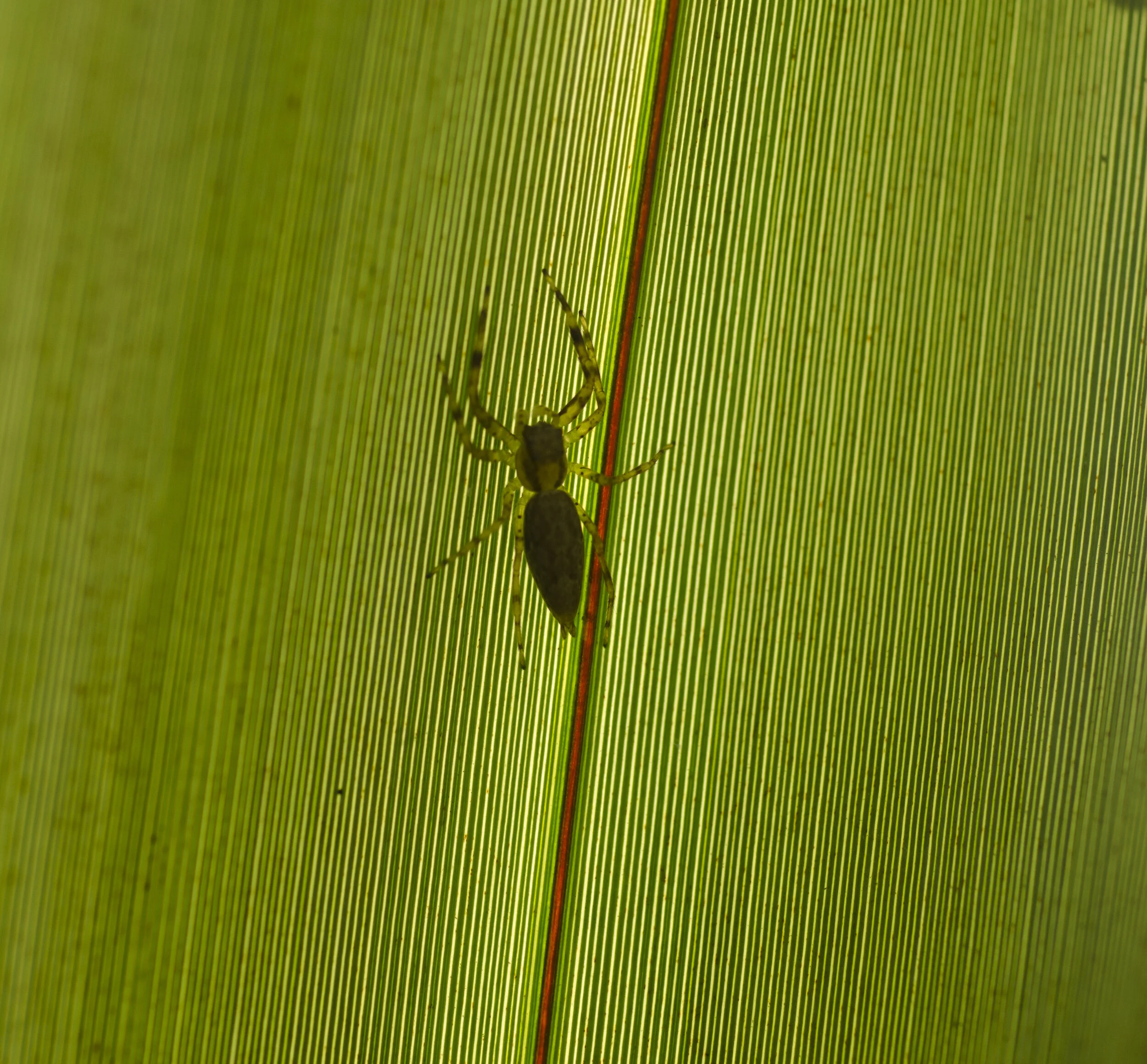 Flax and it's creatures