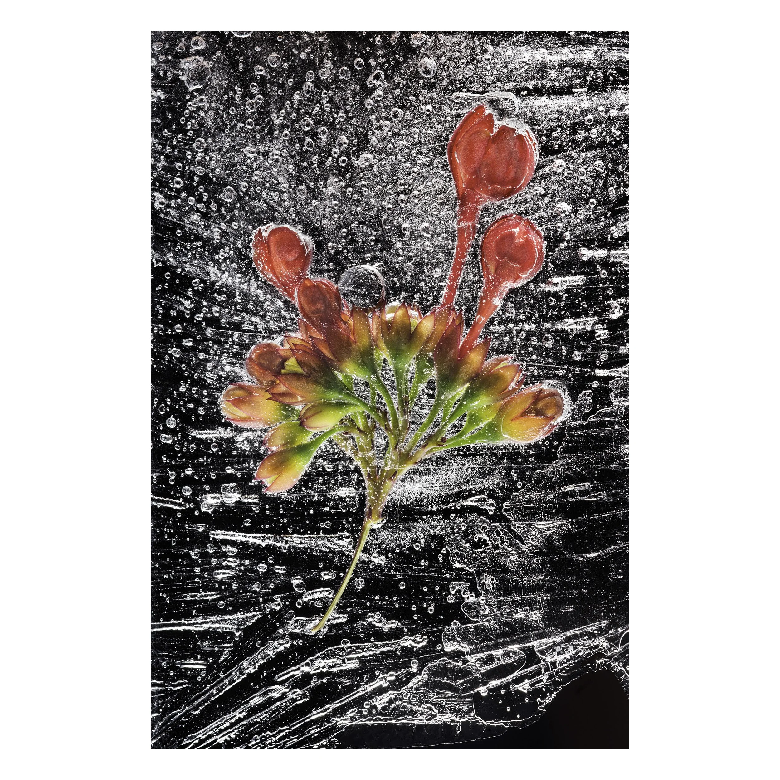 red flowers.jpg