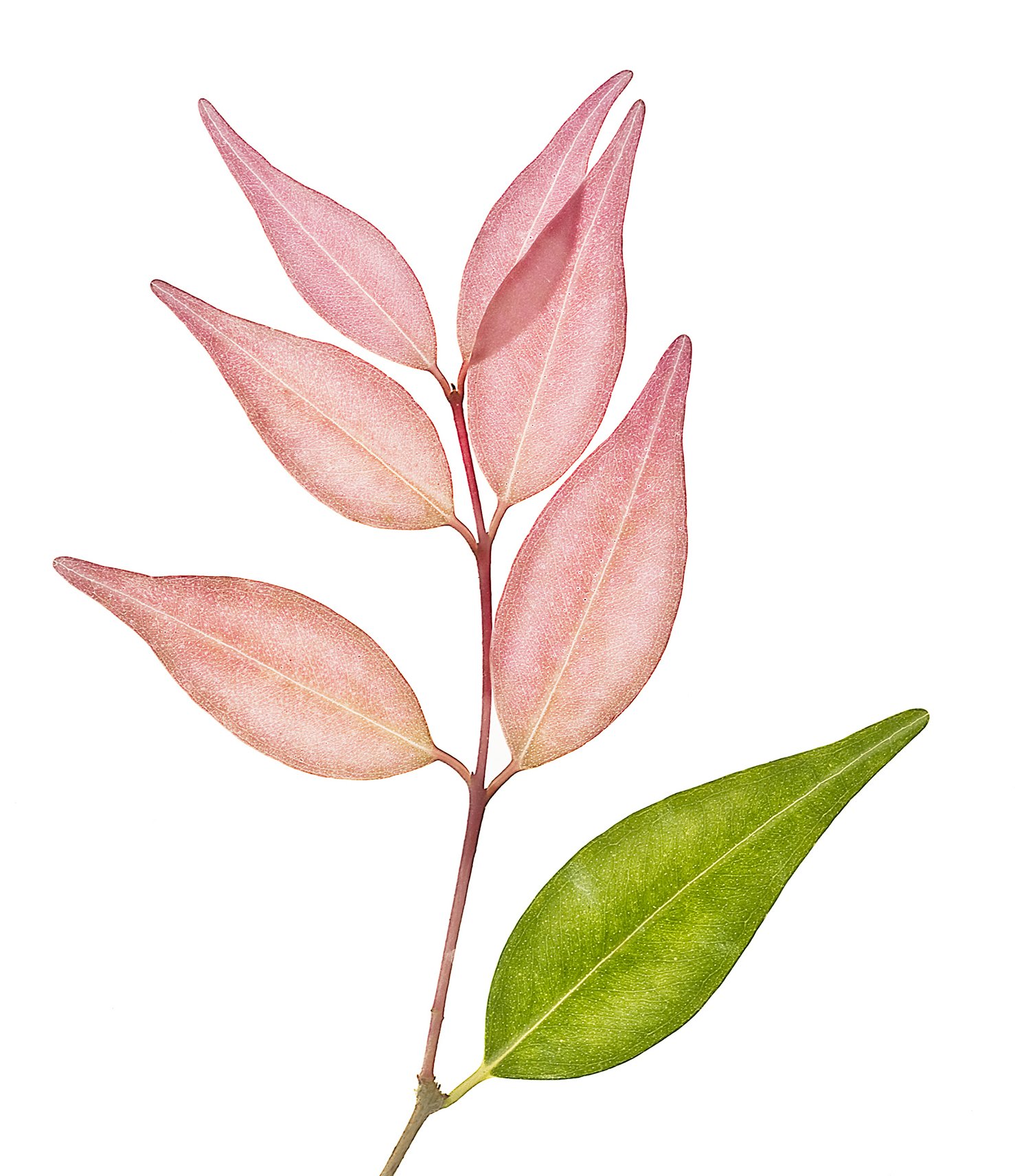 _1 New Leaf crop.jpg
