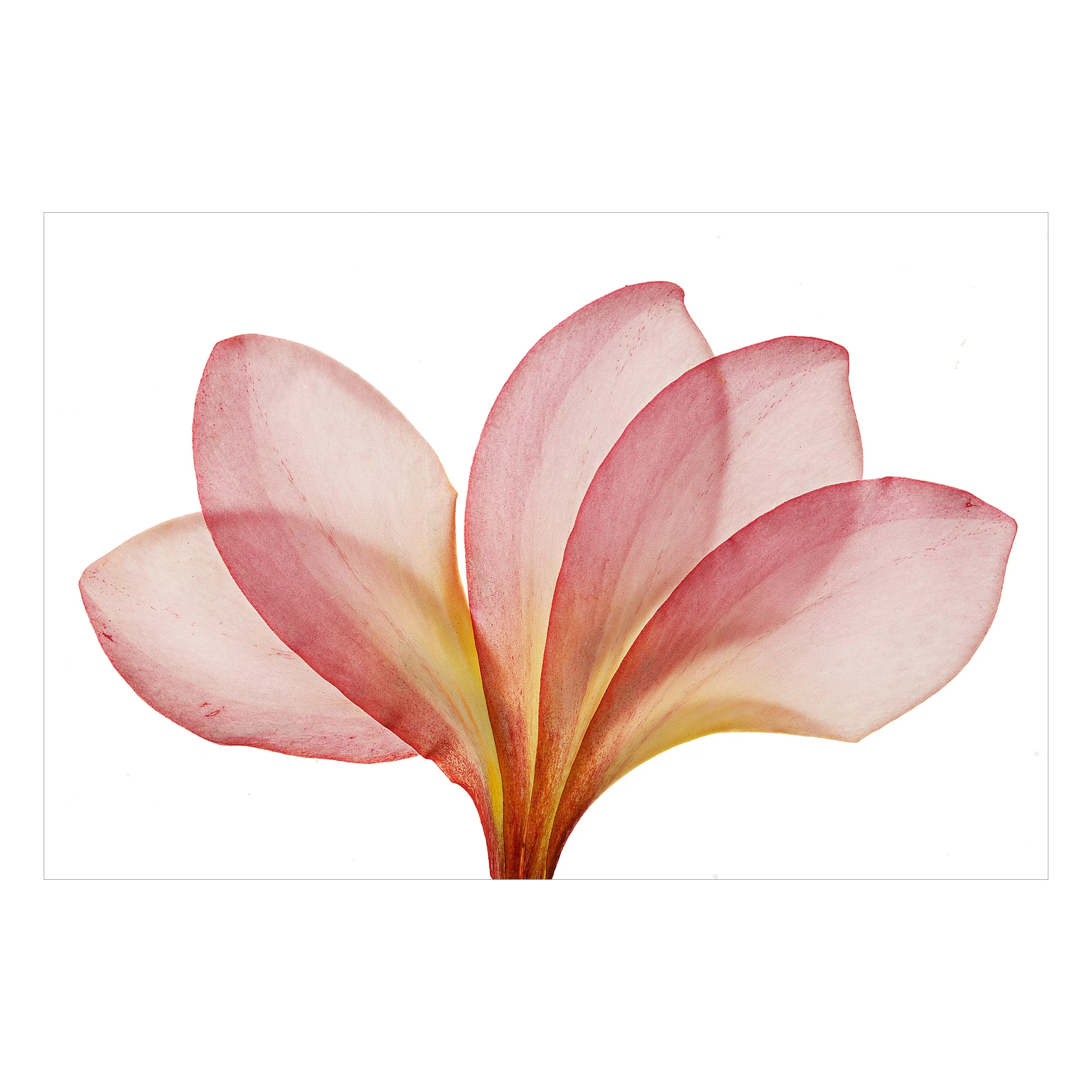 Close up of Flowers and Leaves