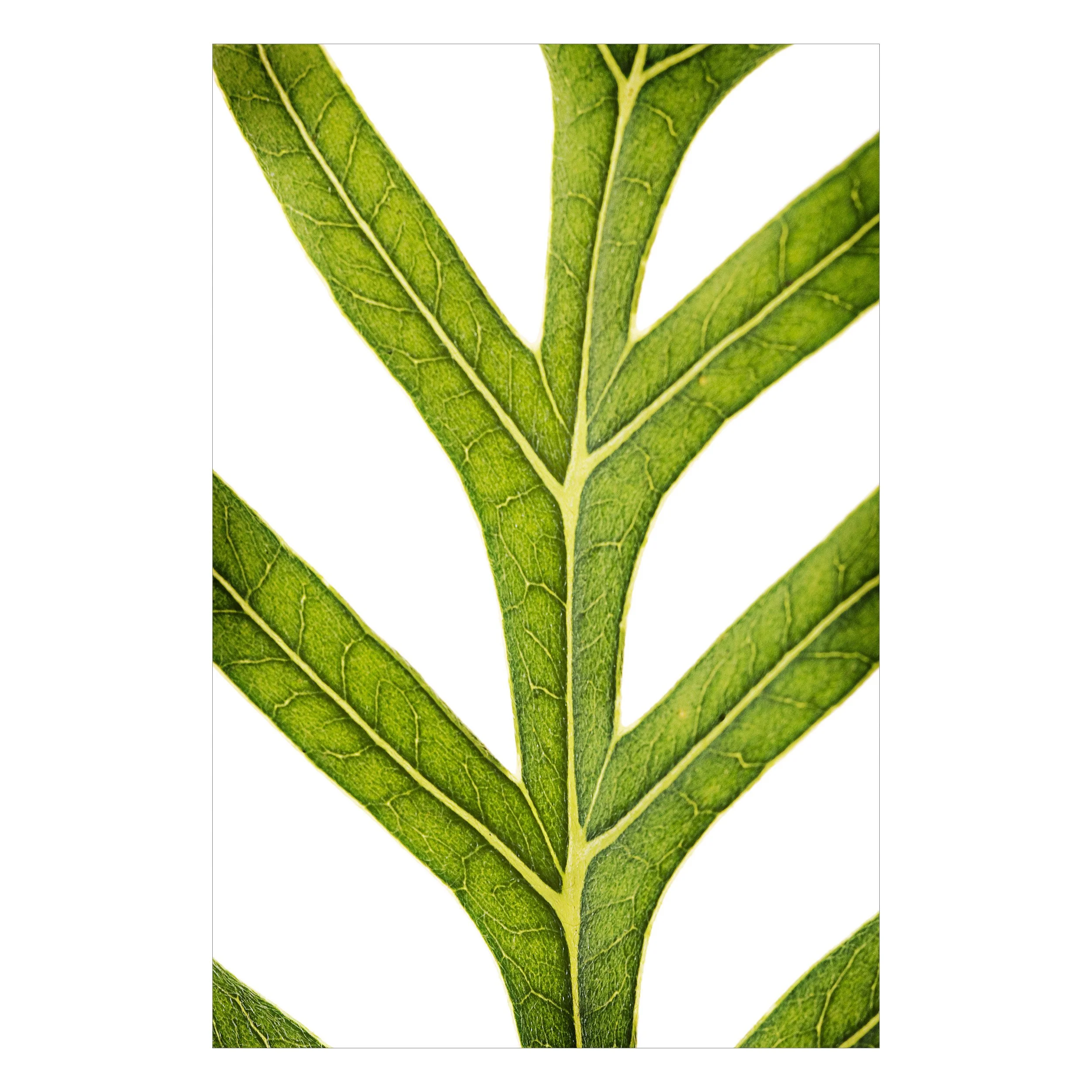 fern3.jpg