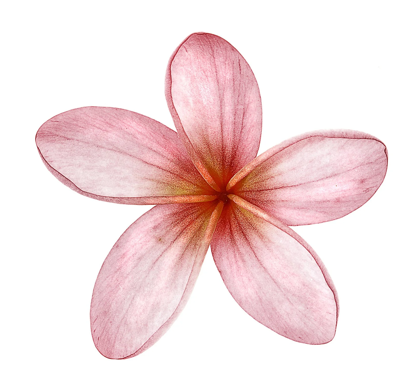 _7 frangipani.jpg