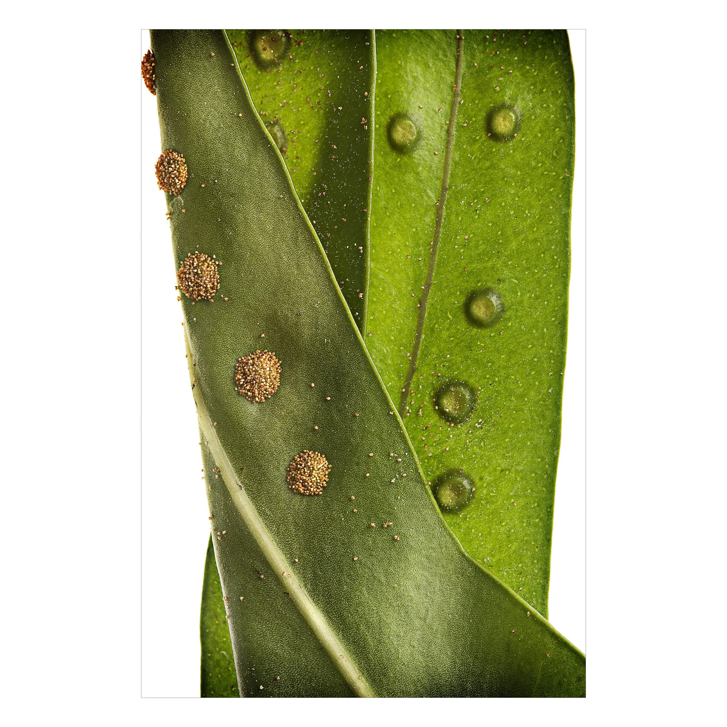 fern2.jpg