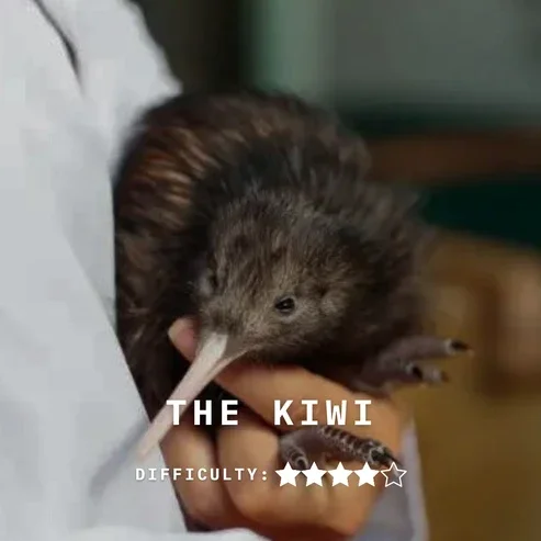 Case Closed - The Kiwi