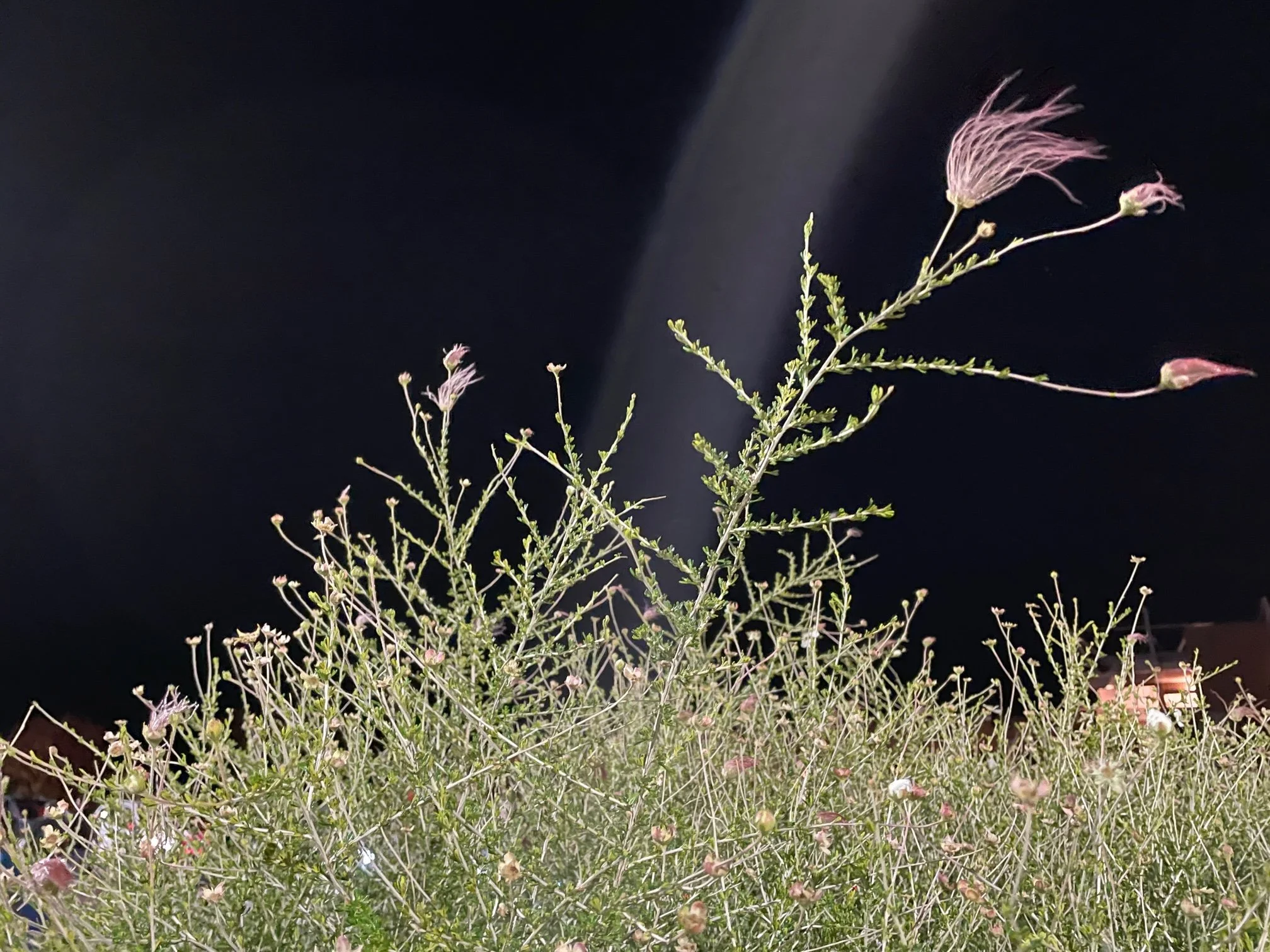 The delicate balance of beauty and pain