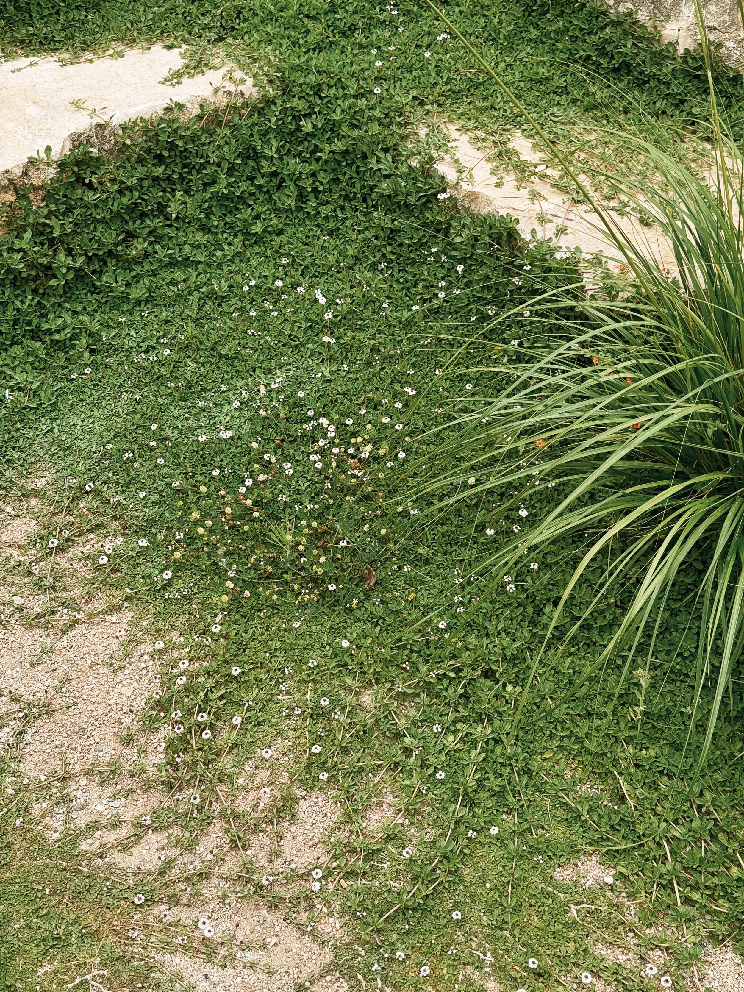 JoanMa Roig Paisajista Paisatgista Jardin Can Girona Sitges Barcelona44.jpg