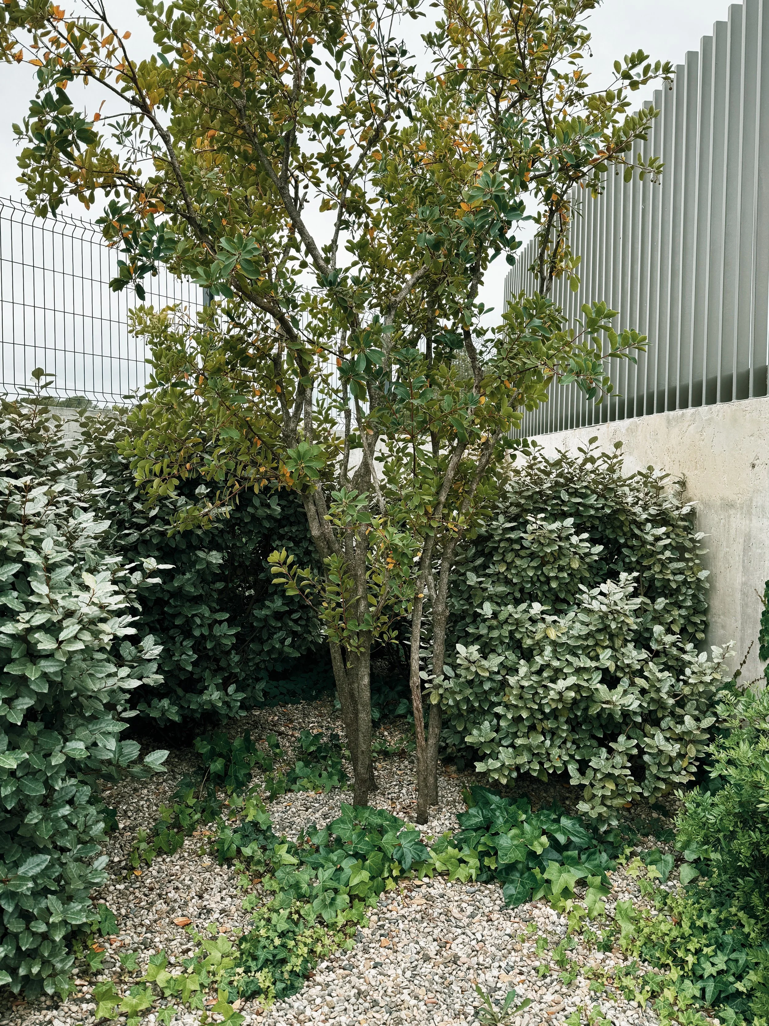JoanMa Roig Paisajista Paisatgista Jardin Can Girona Sitges Barcelona8.jpg