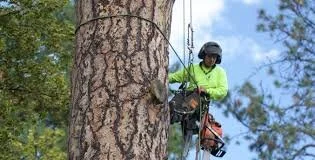 Northern Tree Service Transitions to Employee Stock-ownership Plan