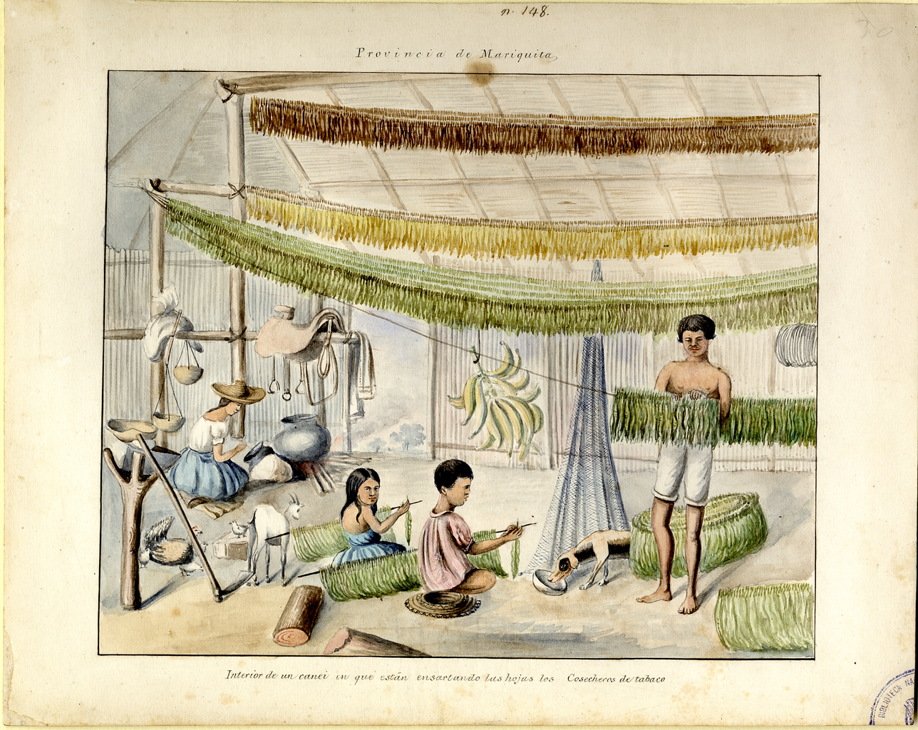 Henry Price | Provincia de Mariquita. Interior de un canei en que están ensartando las hojas los cosecheros de tabaco | 1852 | Colombia | © Biblioteca Digital Mundial.