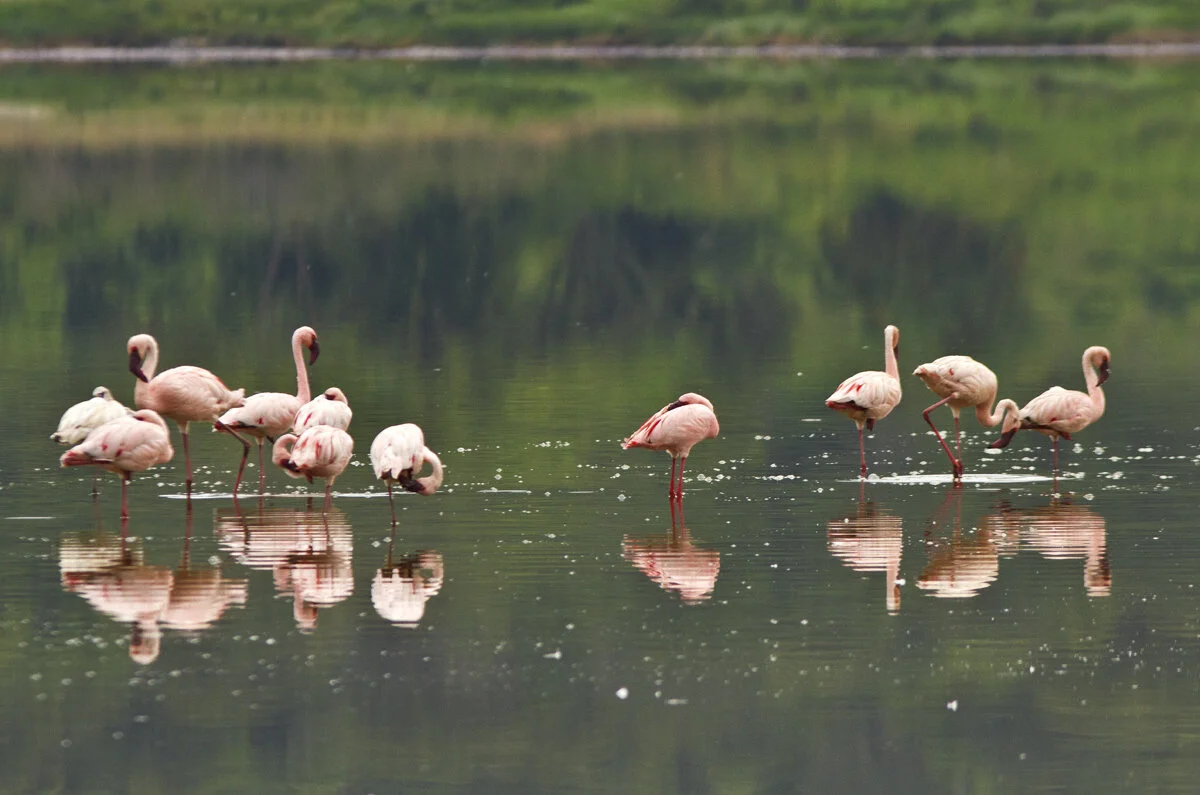 Flamingos feeding in the shallow water of Lake Bunyampaka Uganda