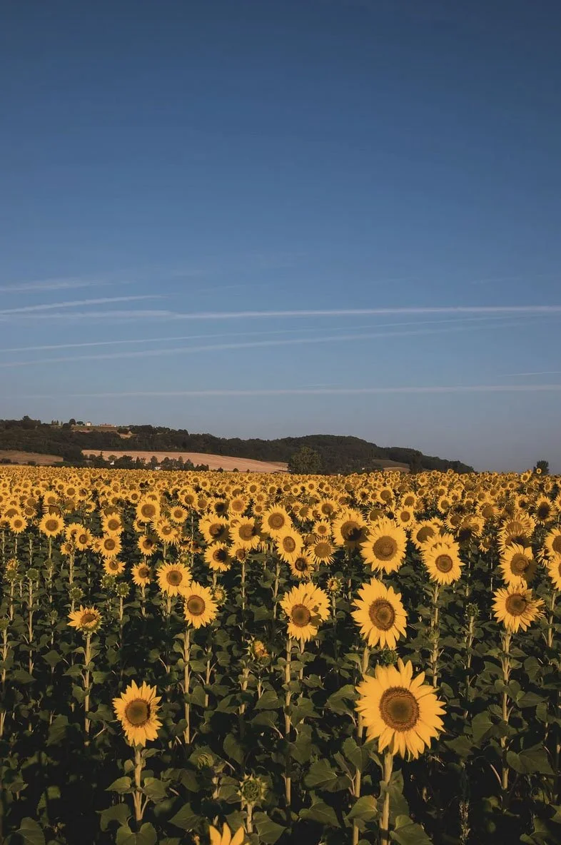 Gascony Watercolor Retreat