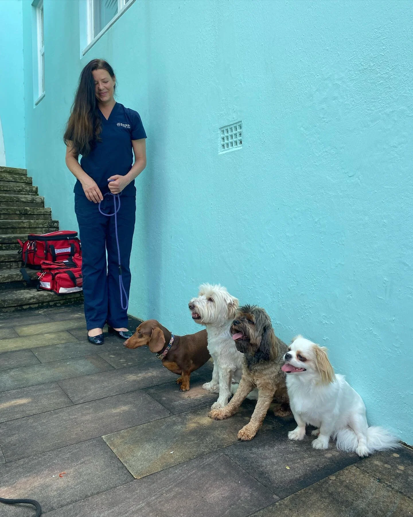 HomeVetBondi Sydney's 1 Mobile Vet // Based in Bondi Beach