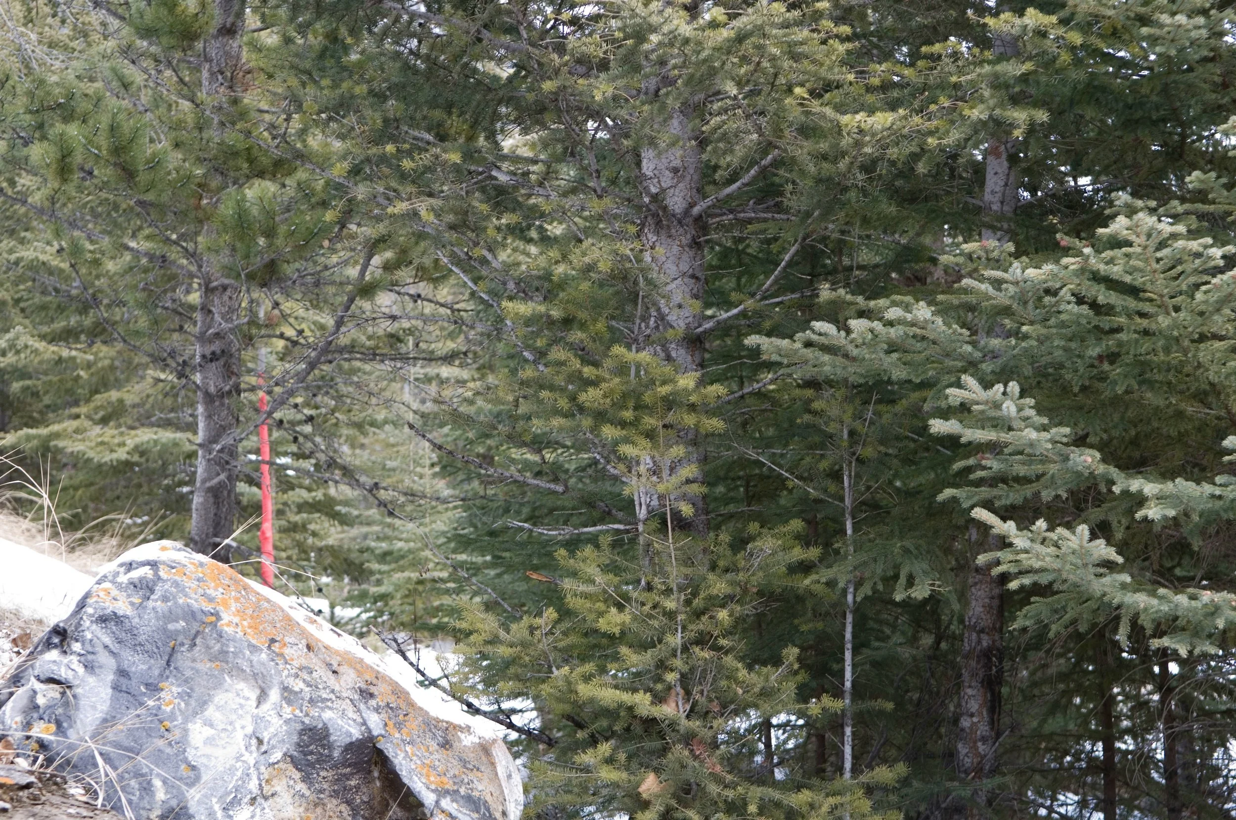 Forest Walk, Banff Center