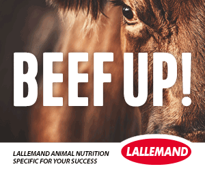 Beef-Lallemand-Inline-Rec-Ani-300x250px.gif